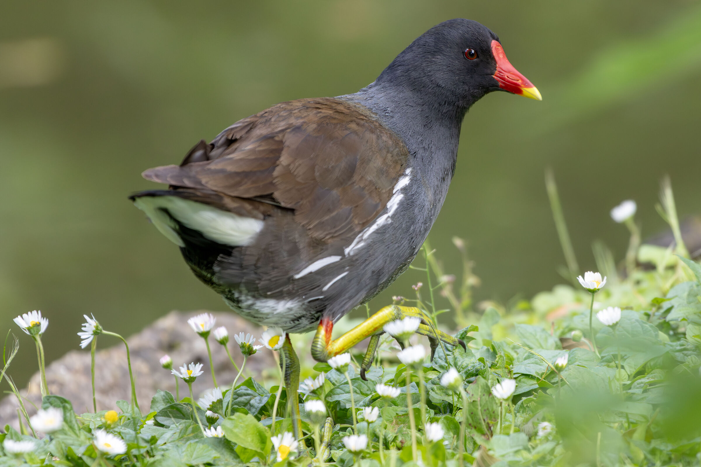 Gallinula chloropus (Gallinella di acqua)