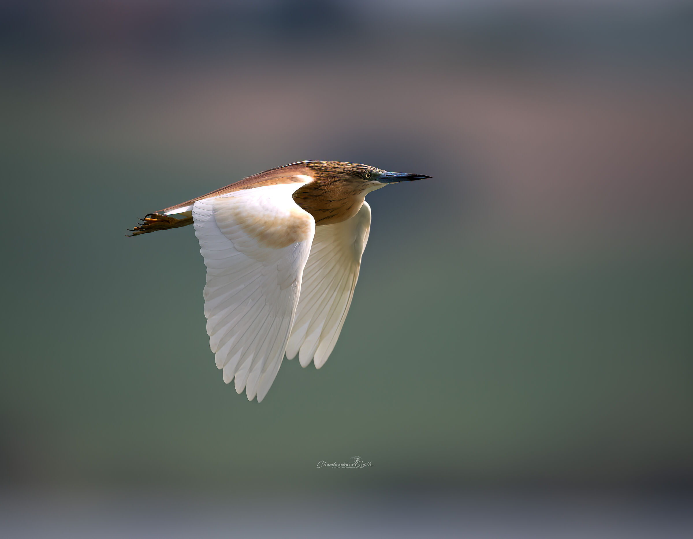 Squacco heron