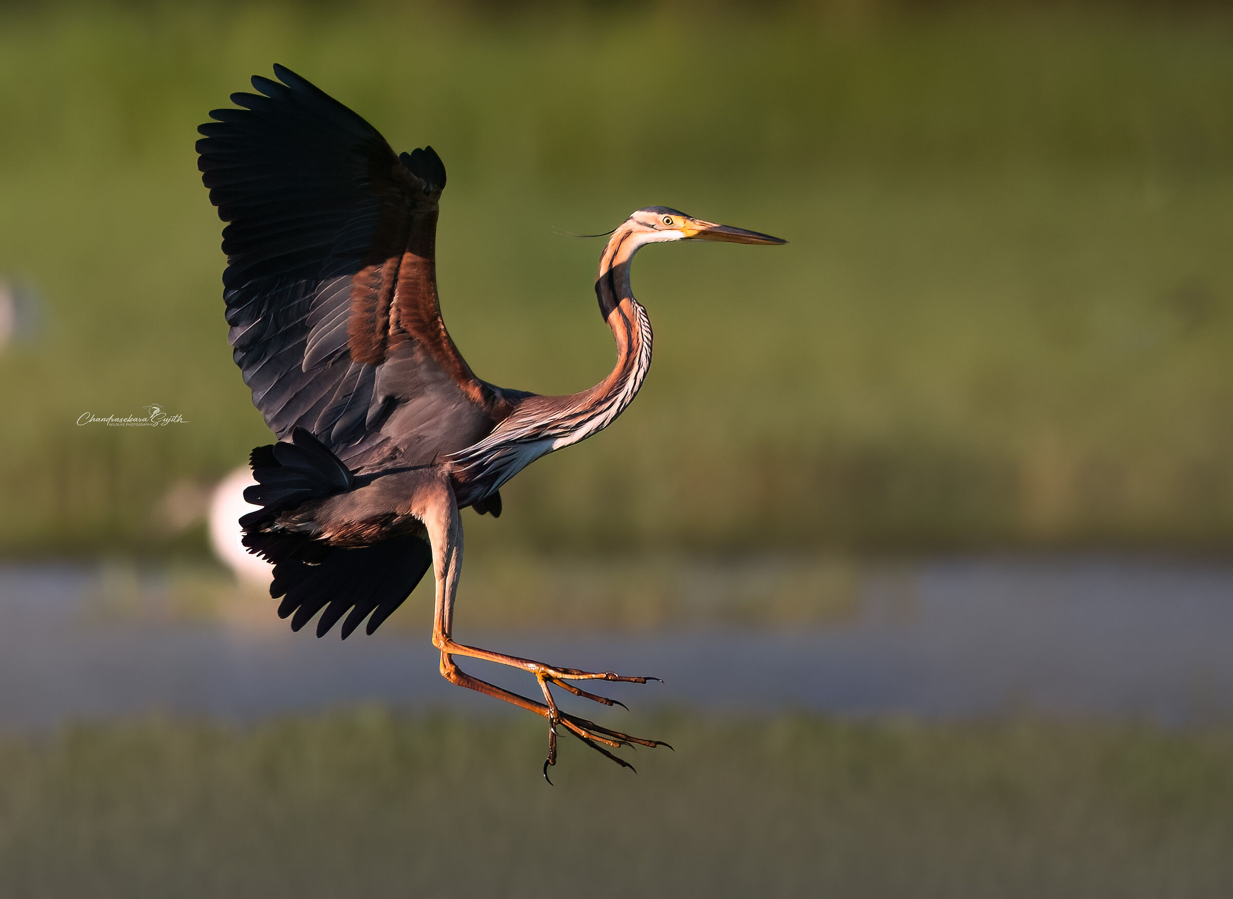 purple heron