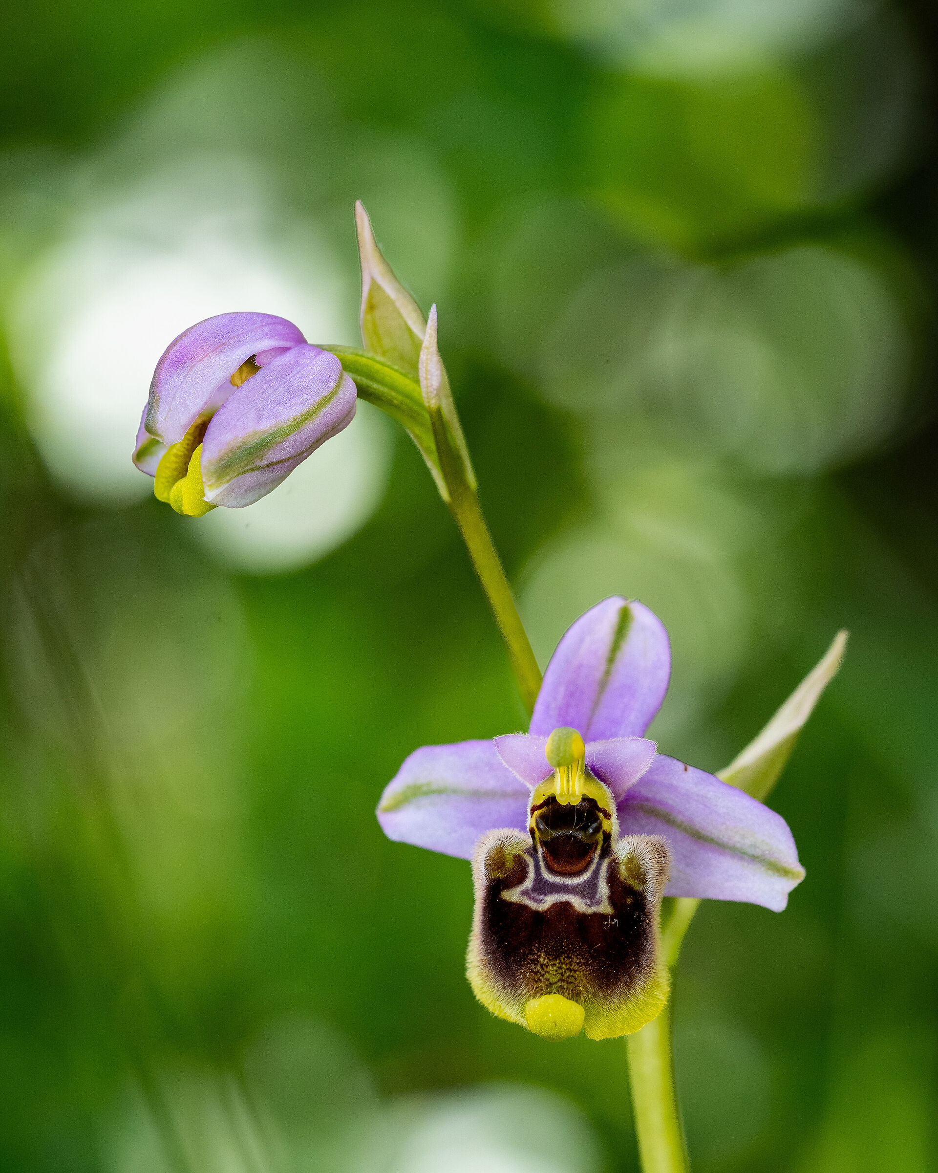 Ophrys tenthredinifera (?)
