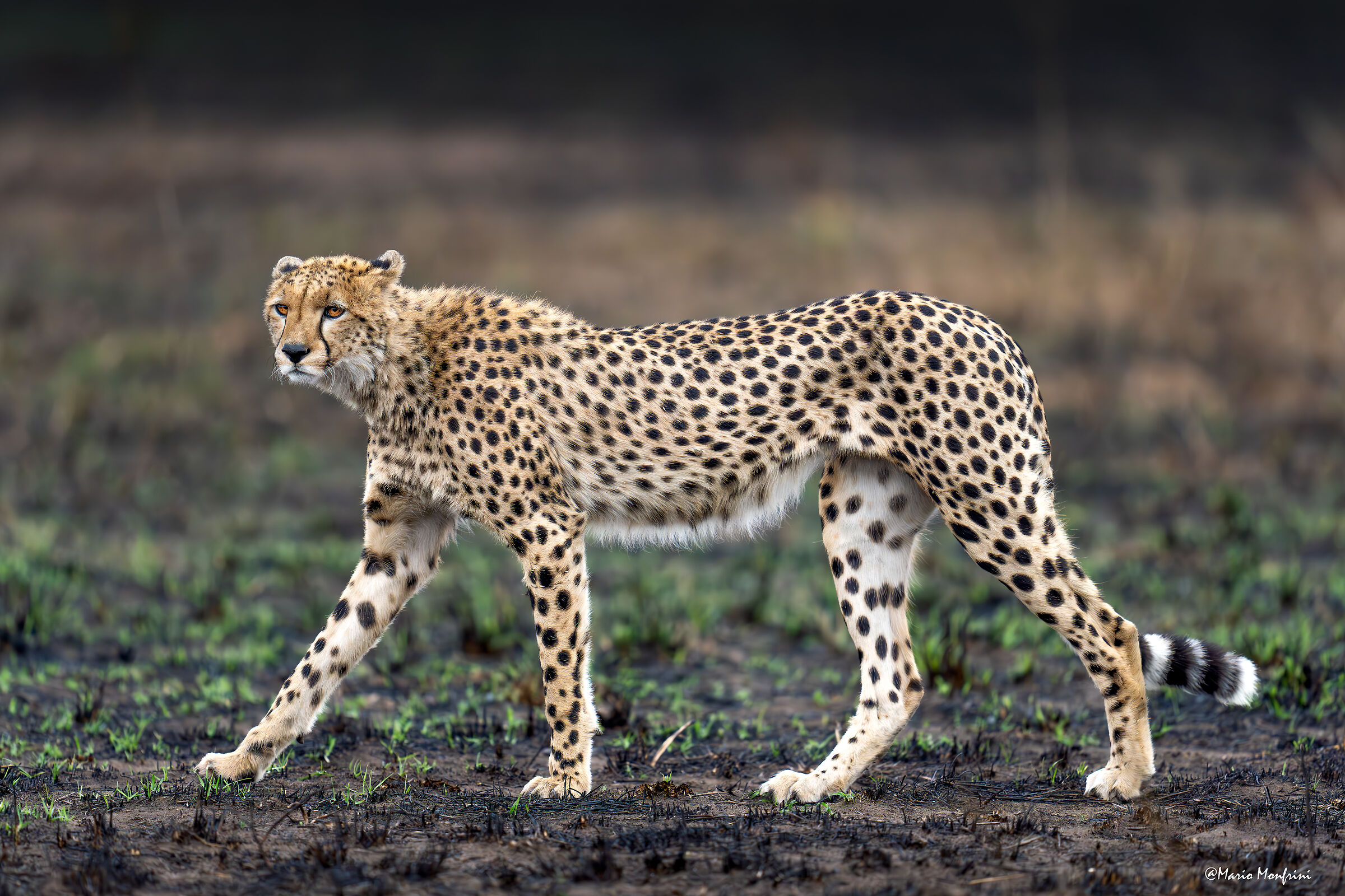 Eleganza senza compromessi