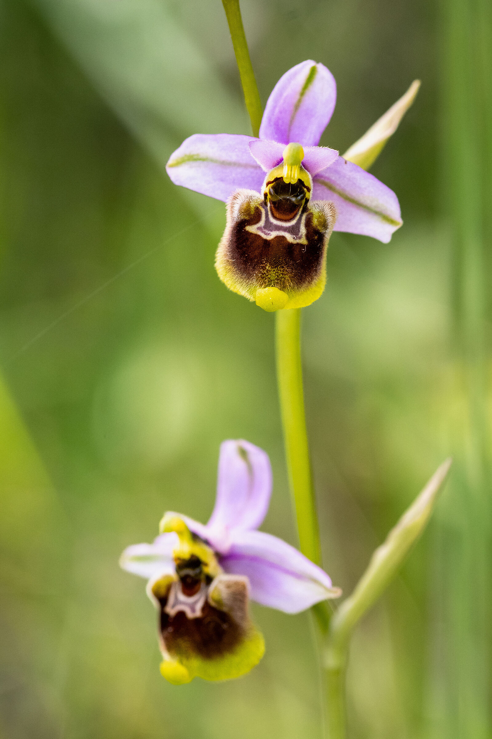 Ophrys tenthredinifera (?)