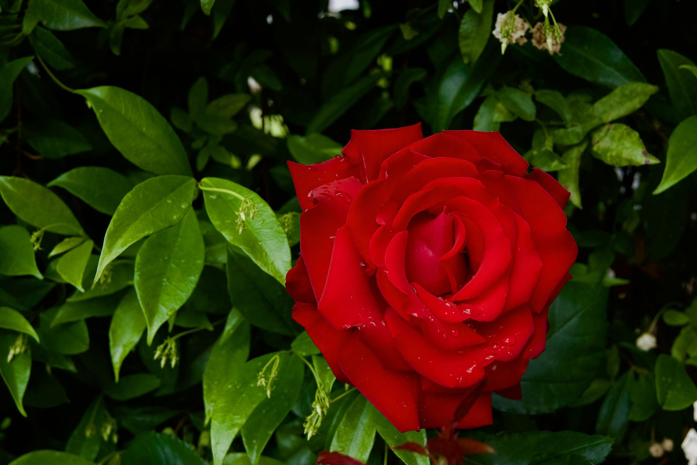 Red rose