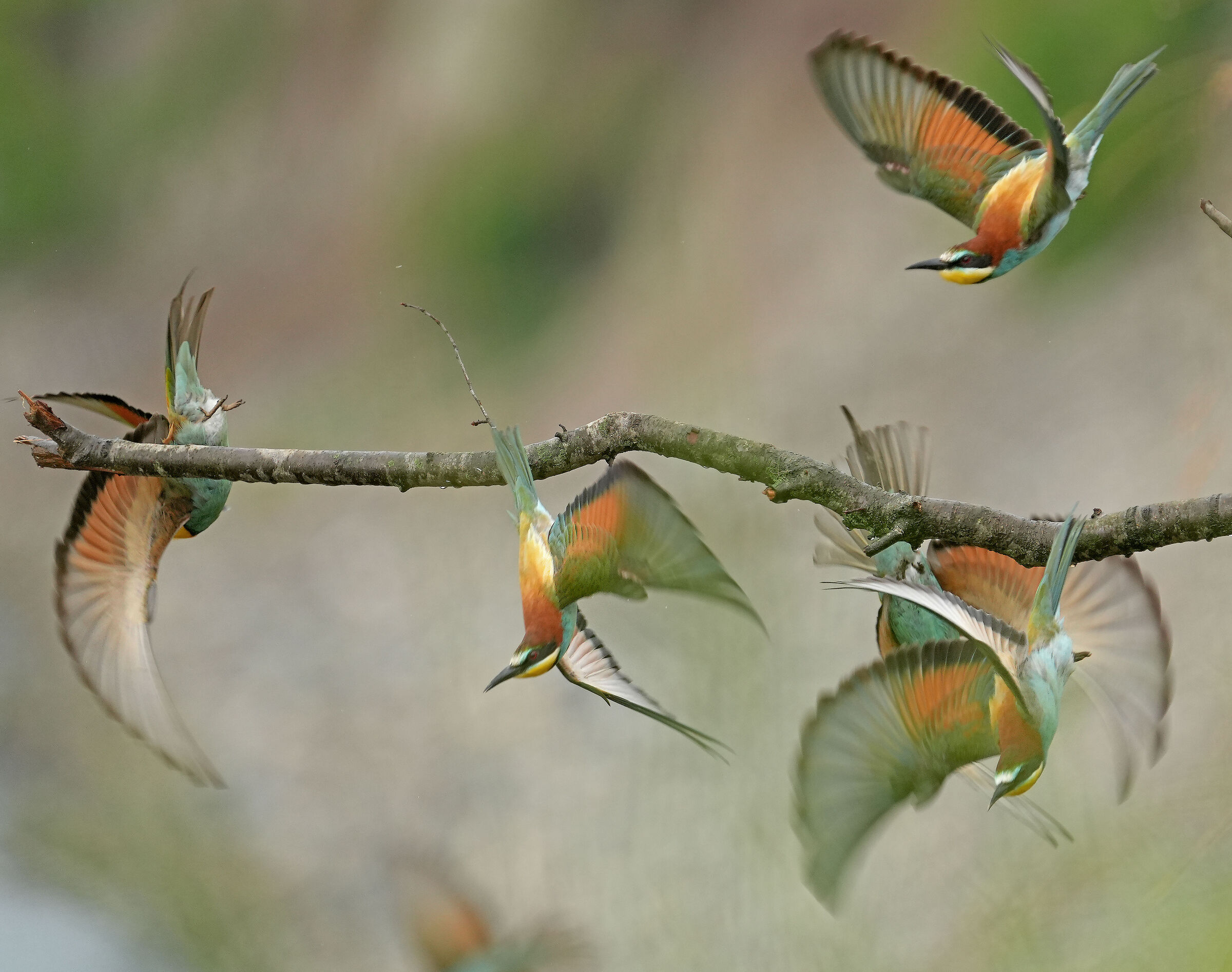 un balletto fantastico.....
