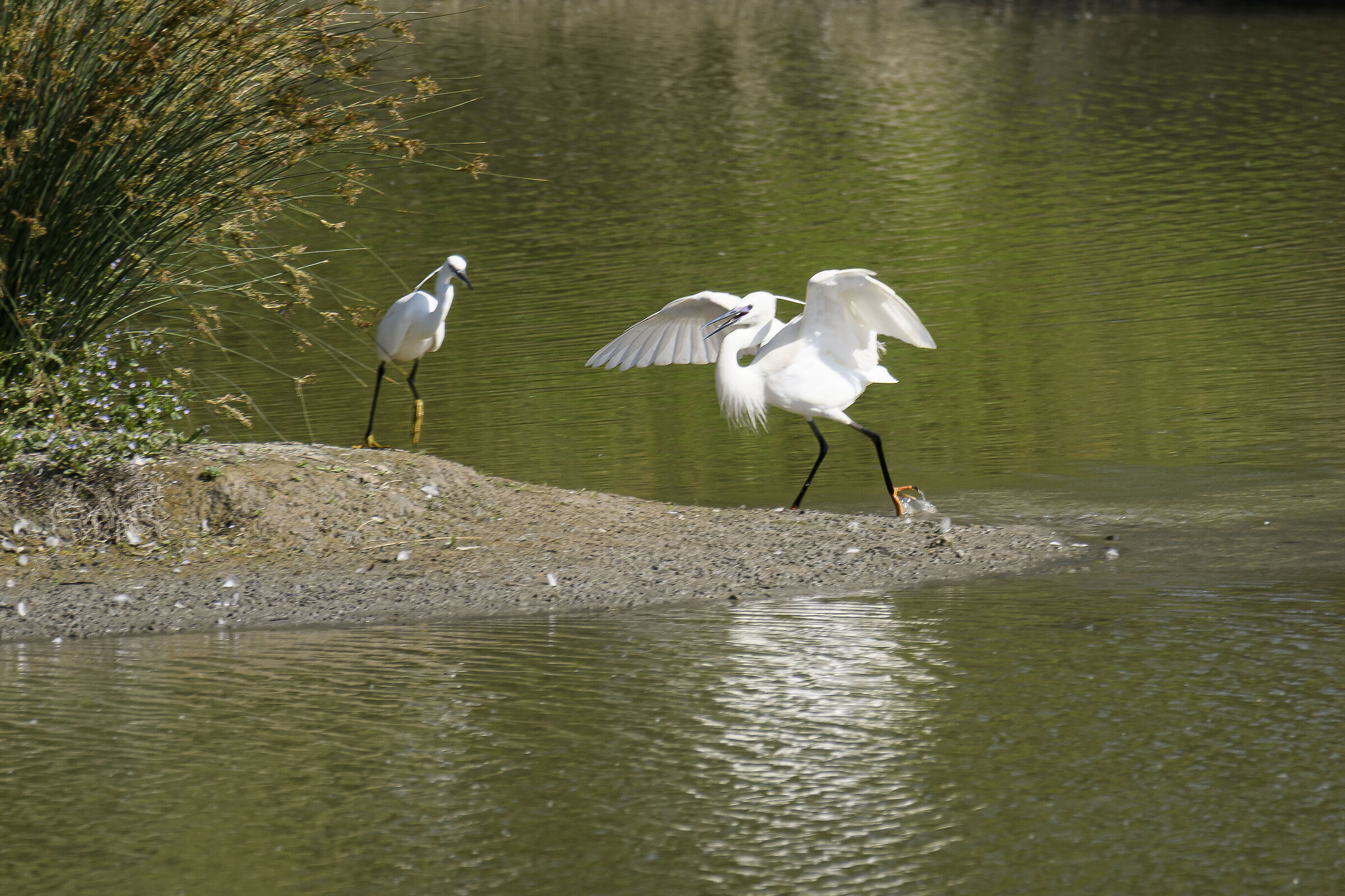 Usual quarrels between egrets