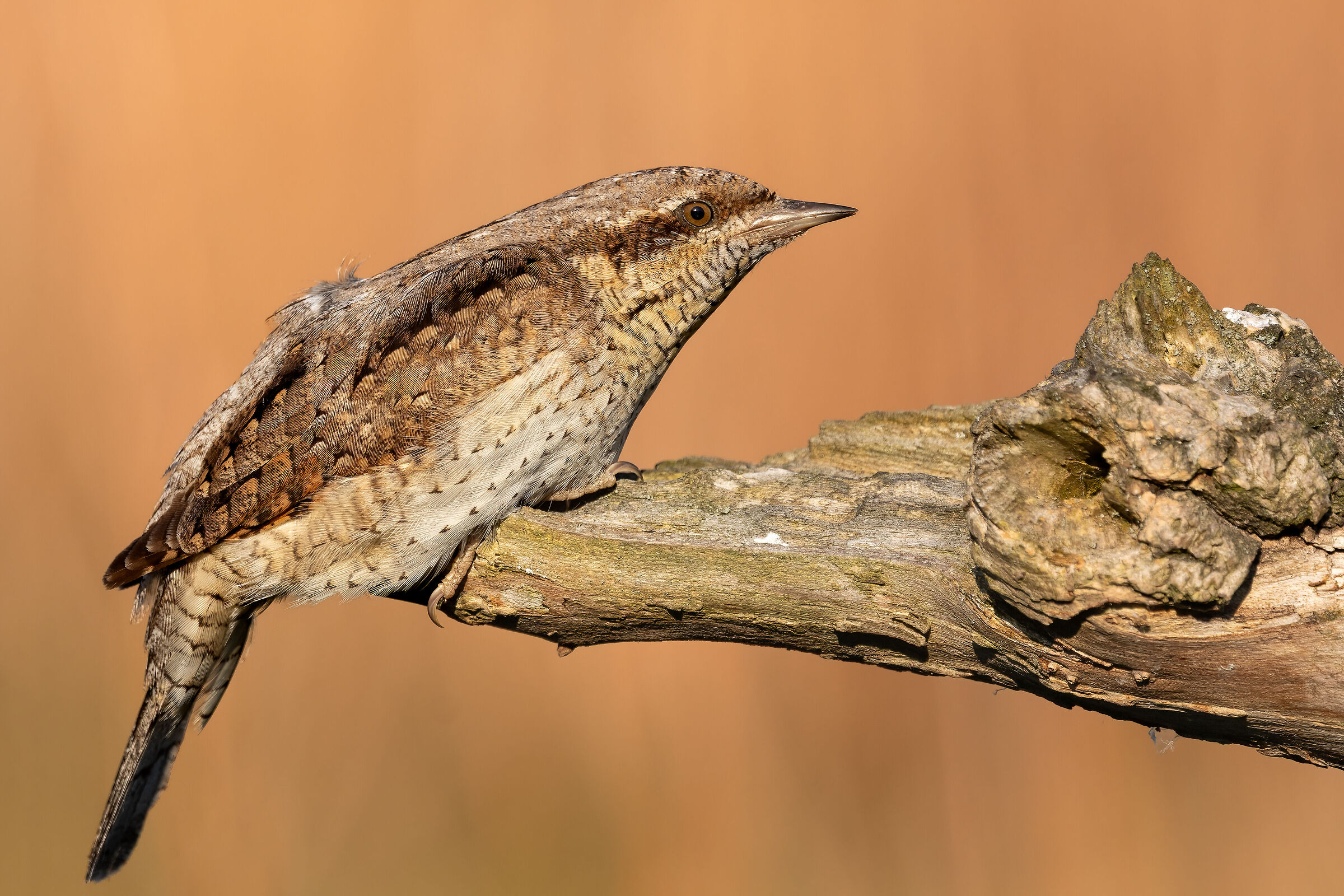 Wryneck