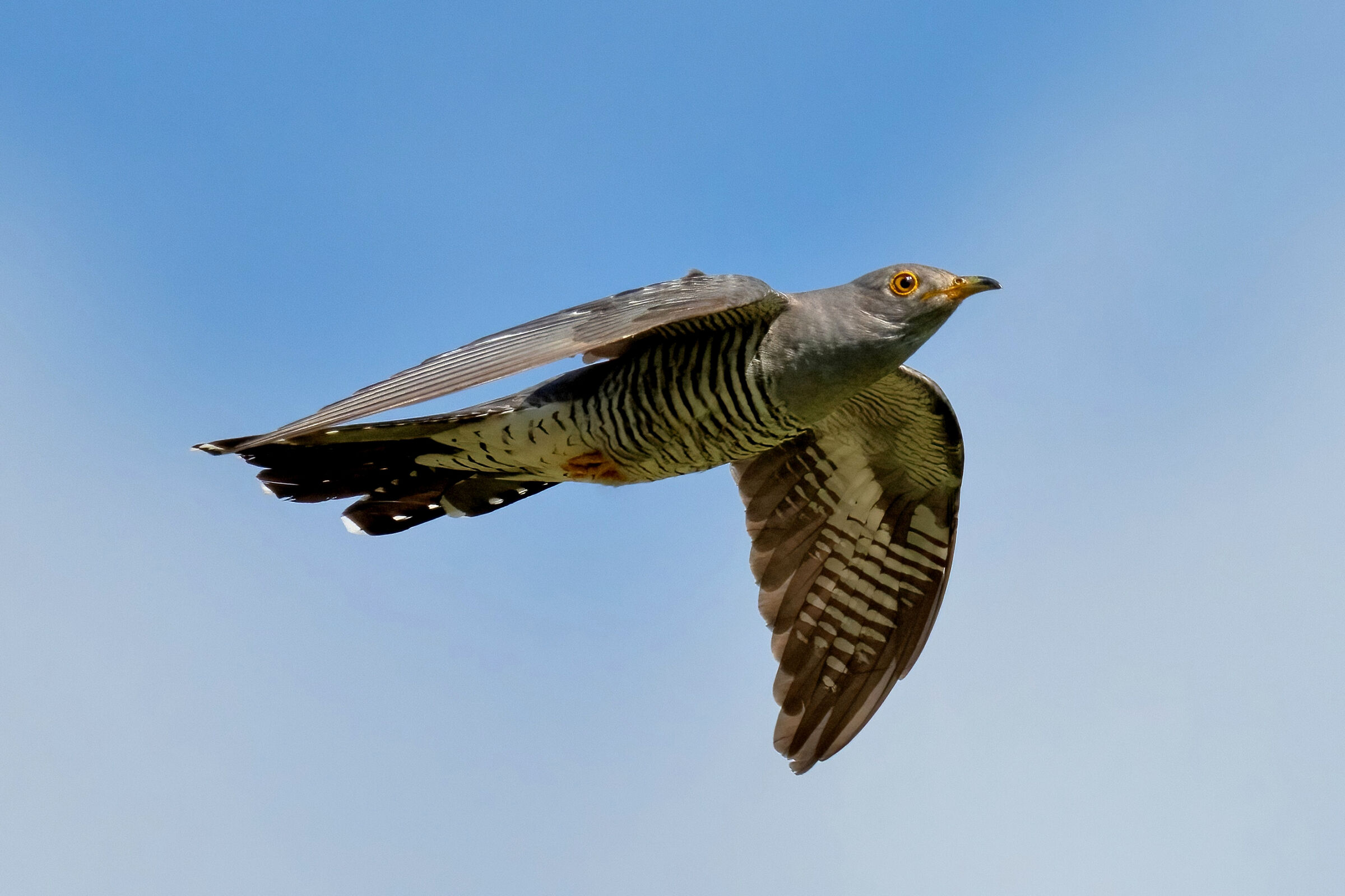 Cuculo (Cuculus canorus)