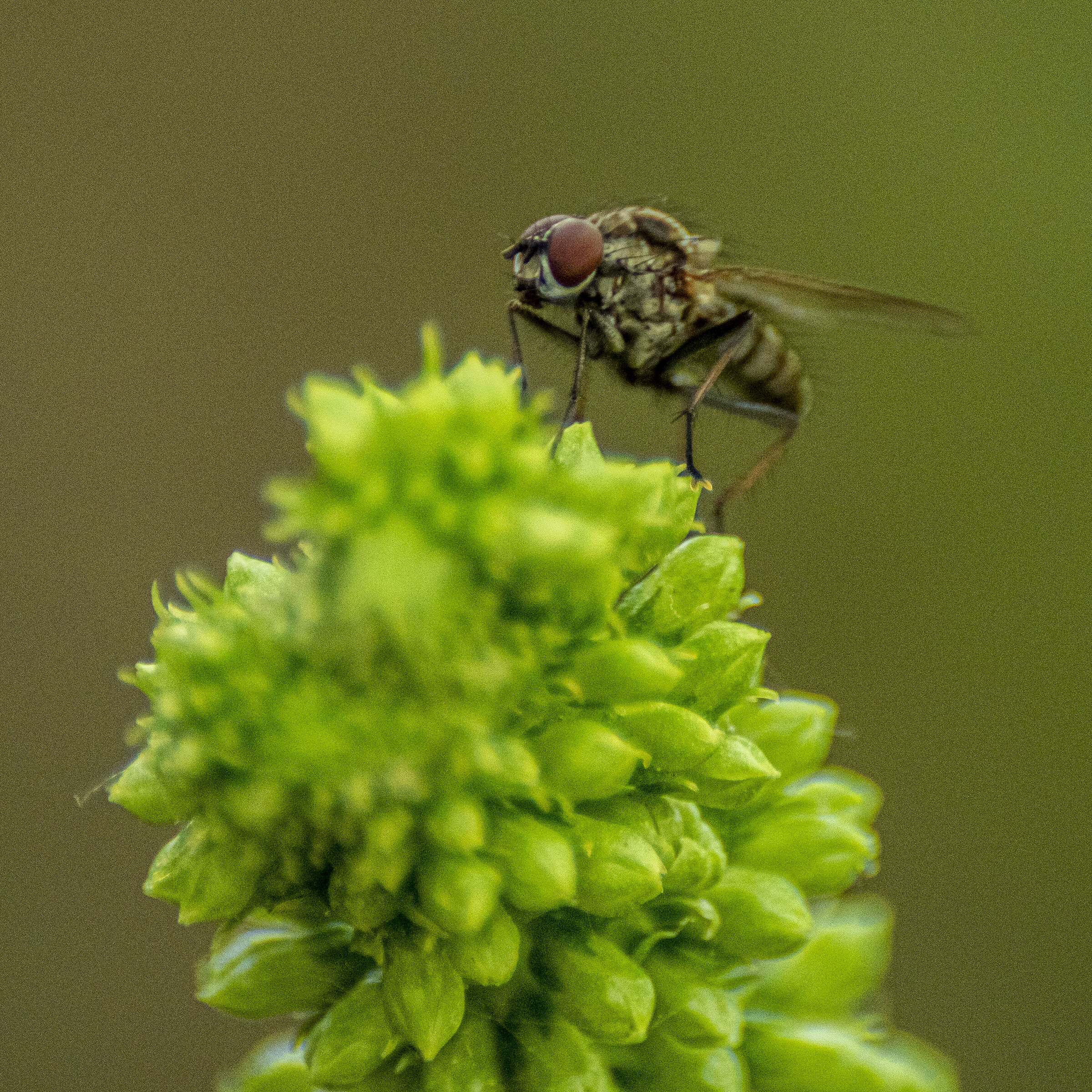 Fly on strange plant