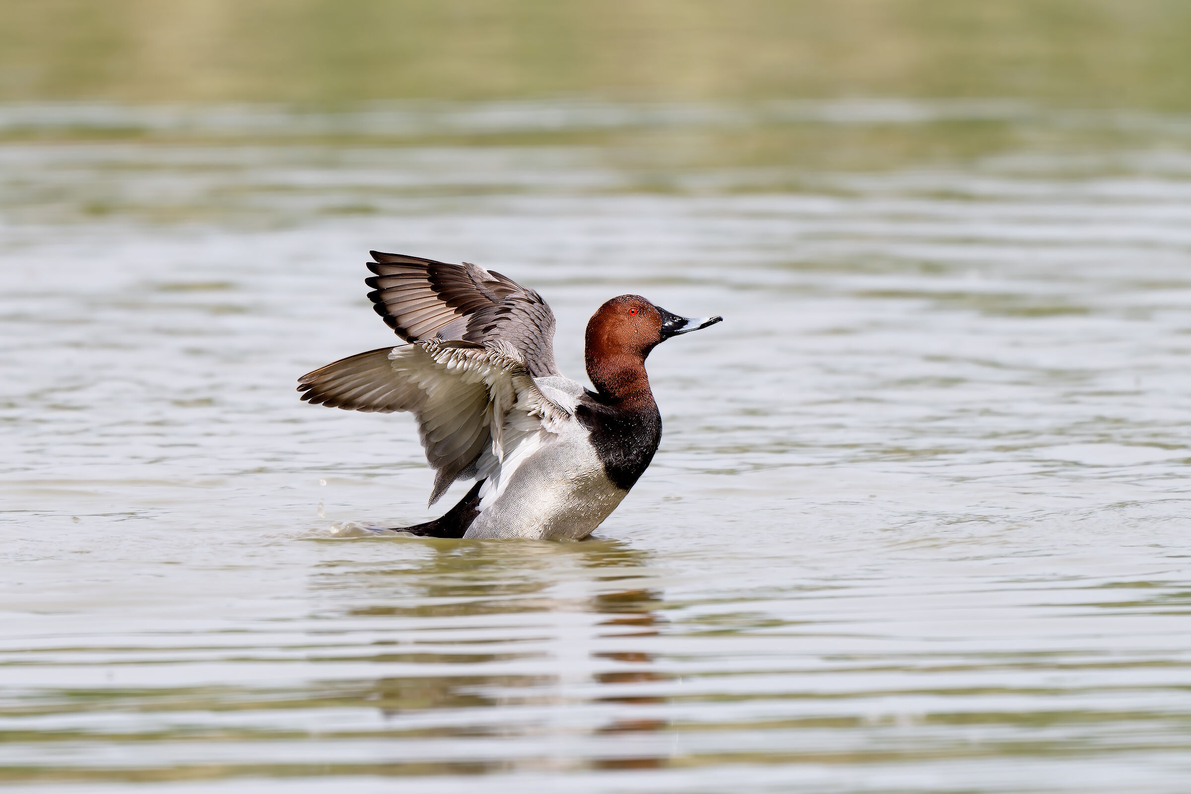Common pochard