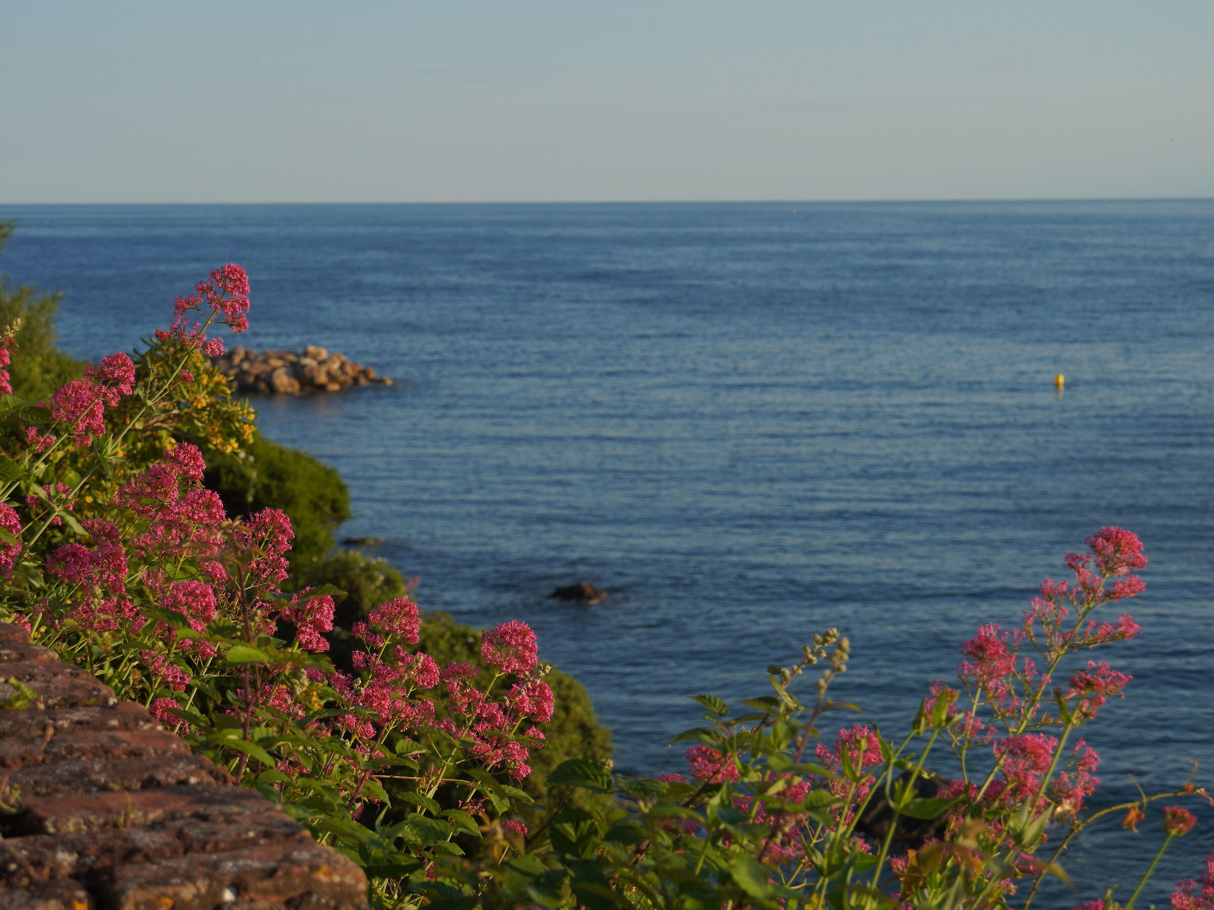 Fiori e il mare