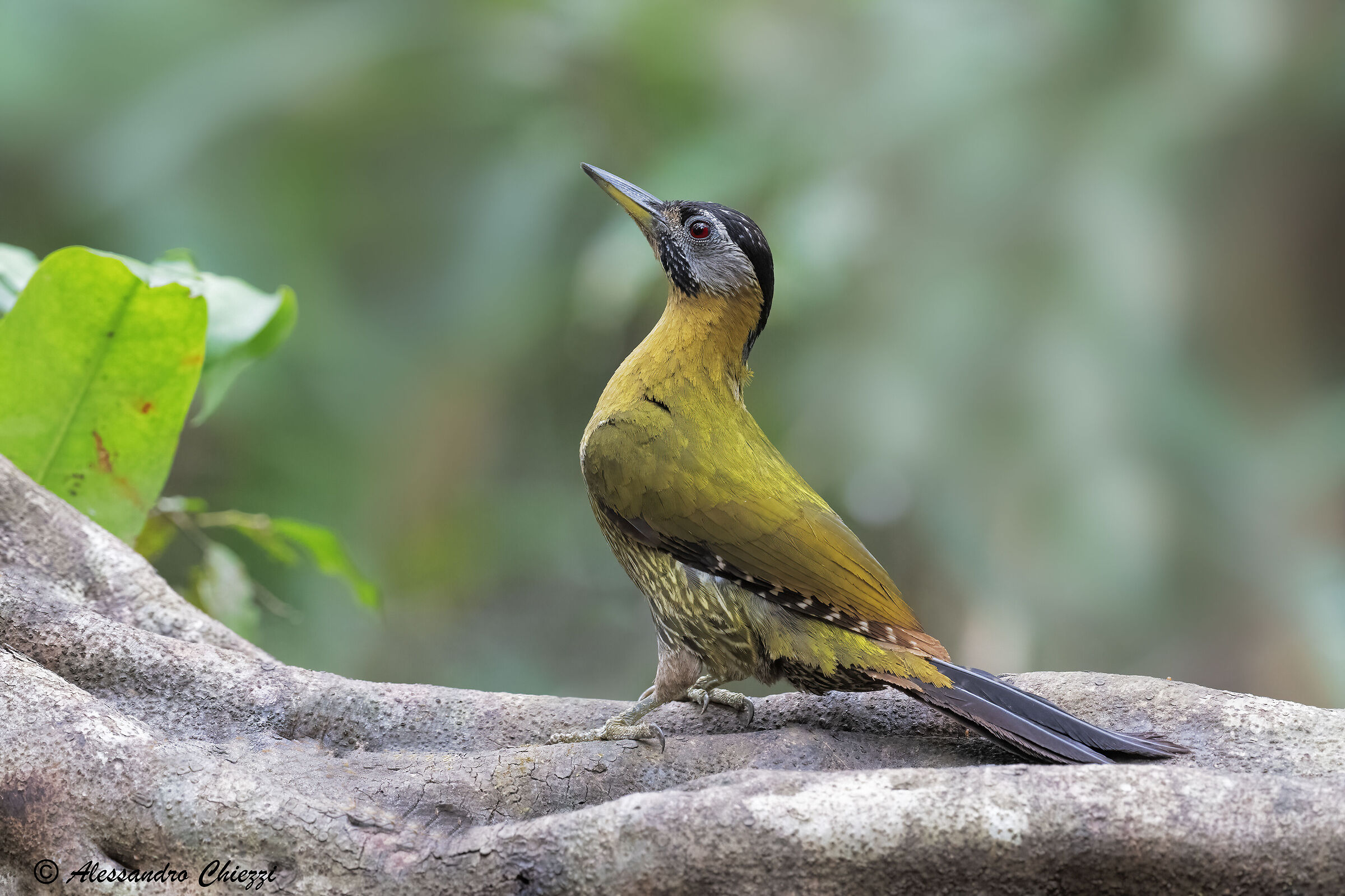 Striolated Woodpecker (female)