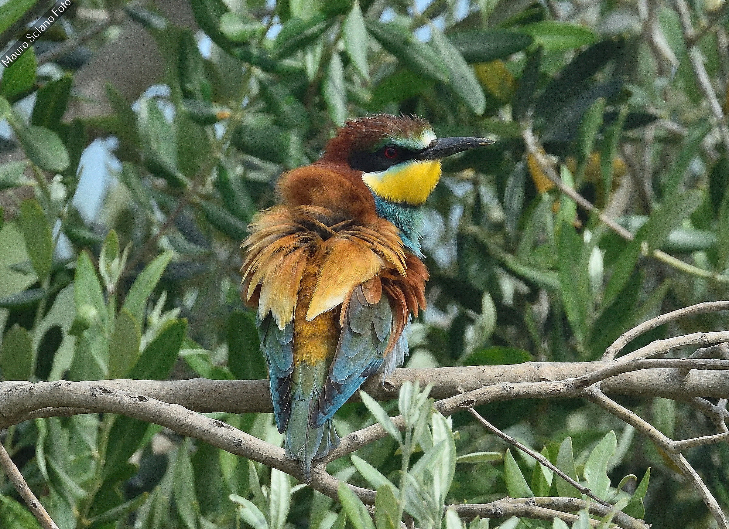 Bee-eater