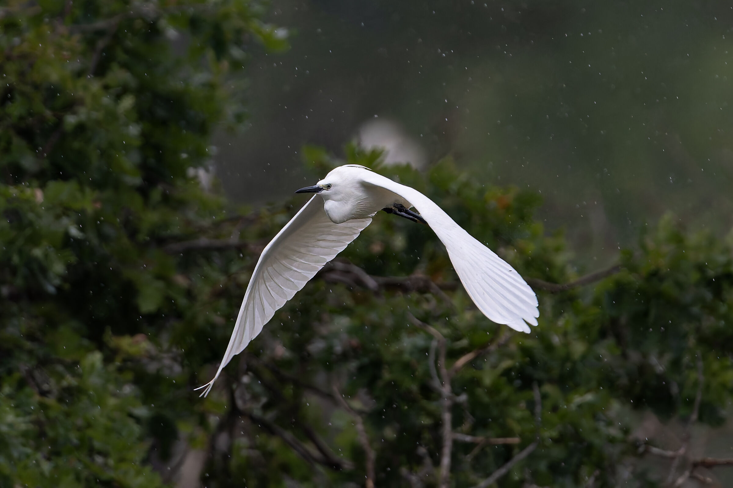 Little Egret - Sant'Albano Stura