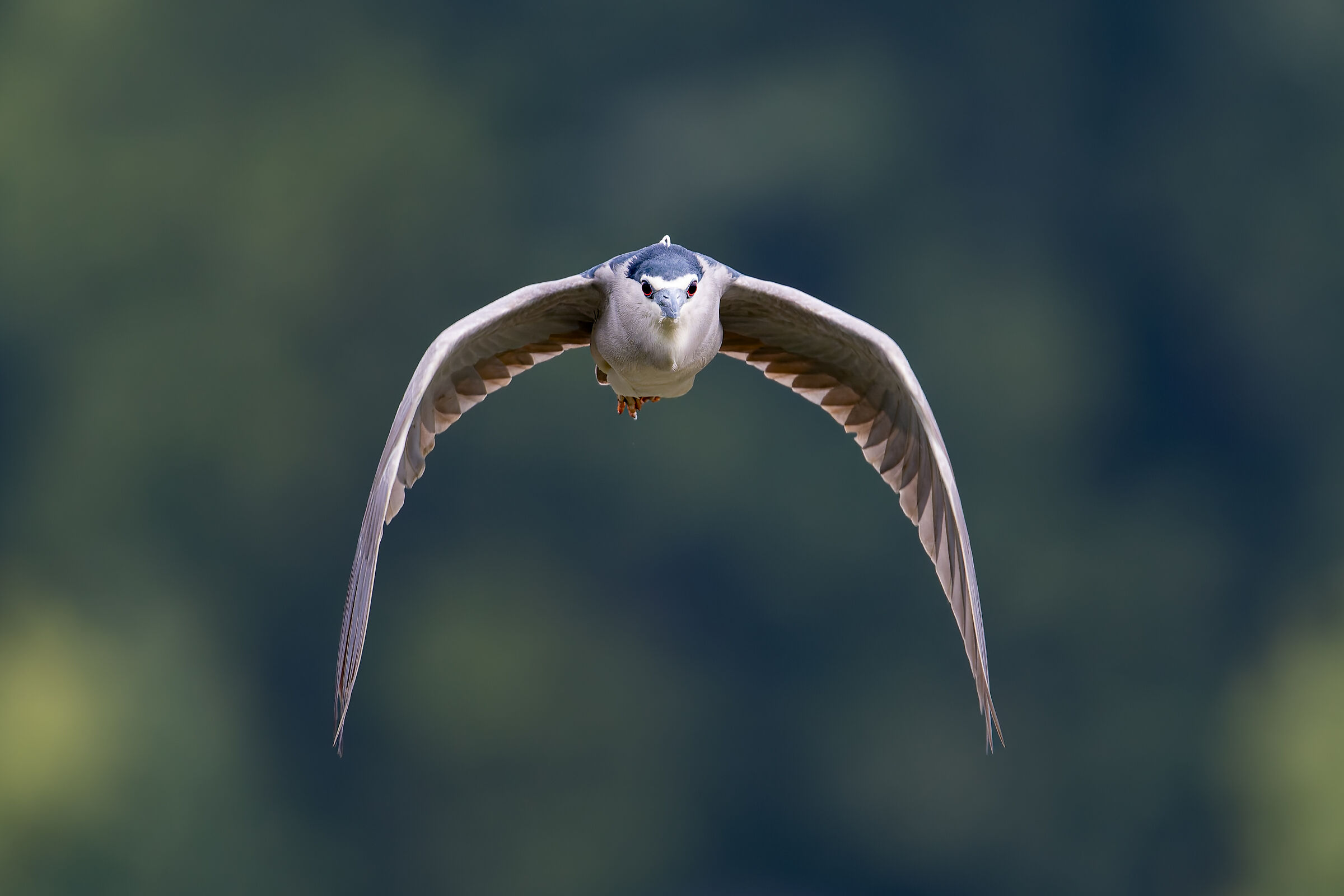Night Heron - Sant'Albano Stura