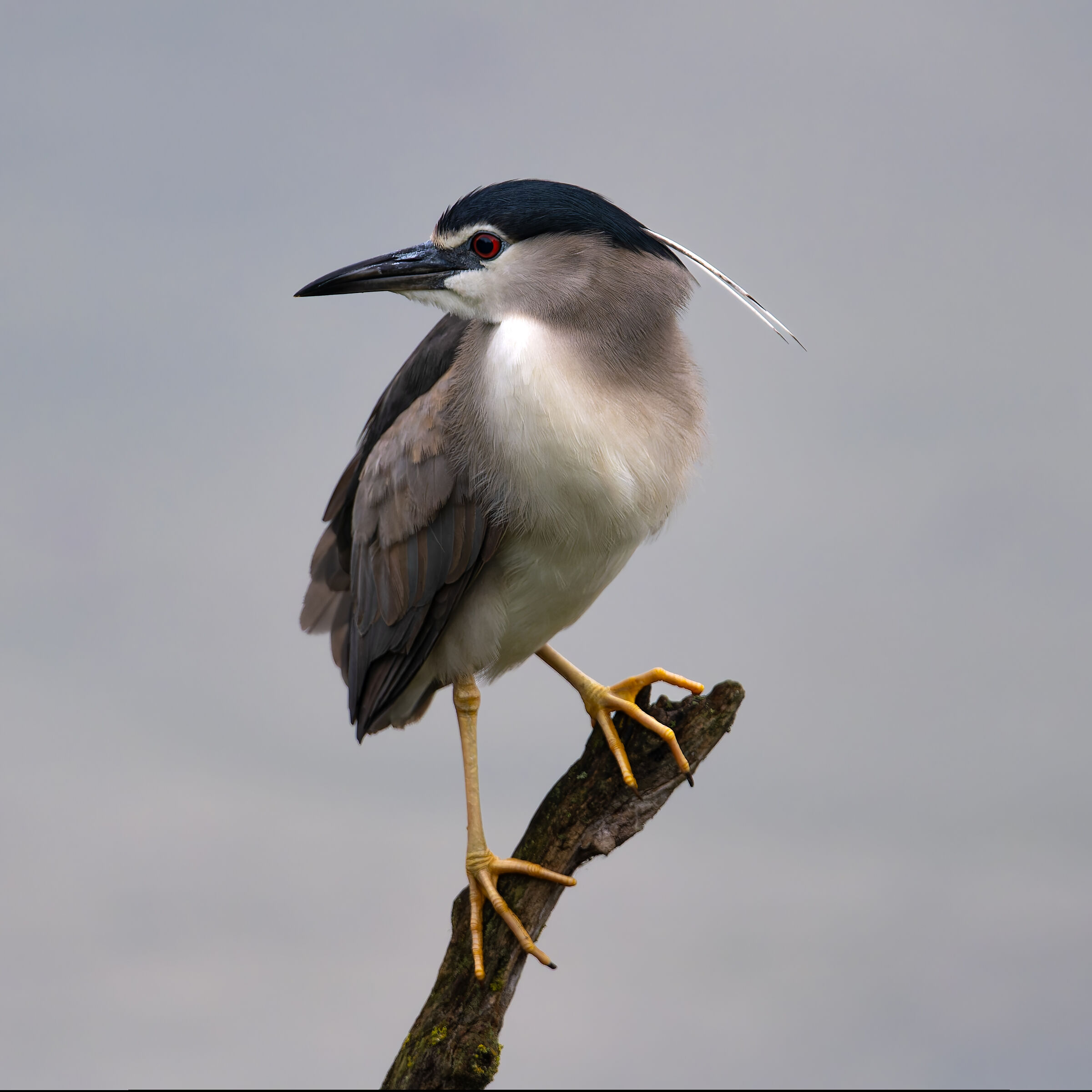Night Heron - Sant'Albano Stura