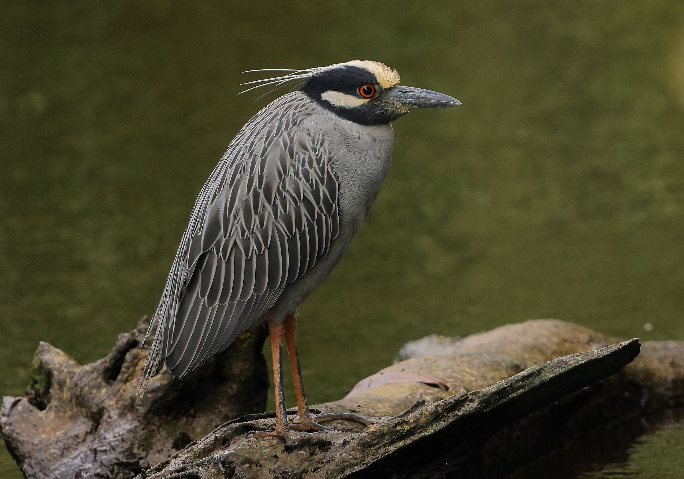 Yellow-headed Night Heron