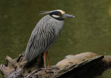 Nyctanassa violacea
