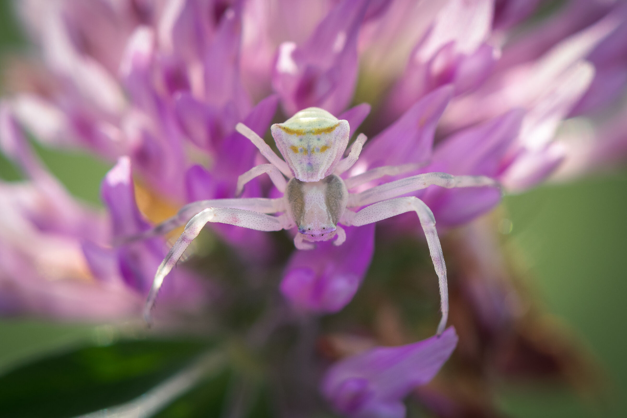 Crab spider in white ...