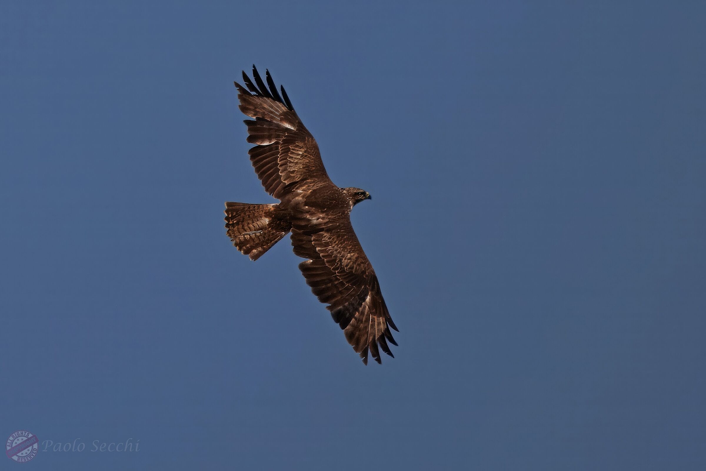 Buteo buteo (buzzard)