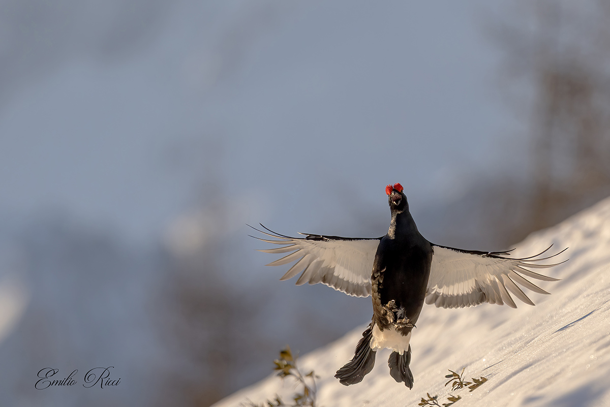 Black grouse