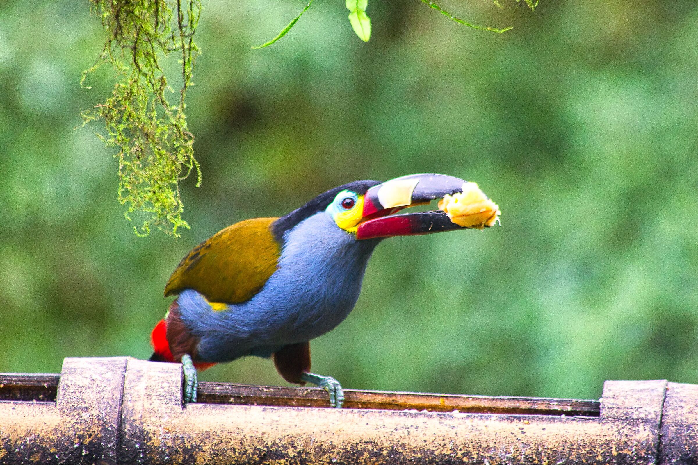 Tucano di montagna dal becco piatto