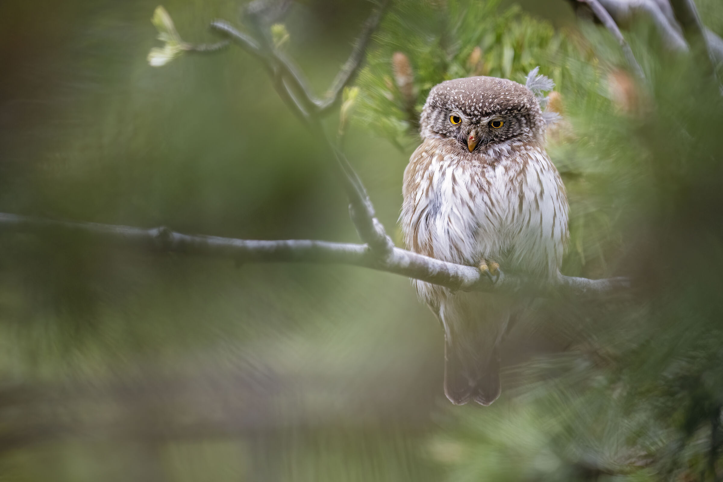 Civetta Nana.......guarda che ti vedo.....