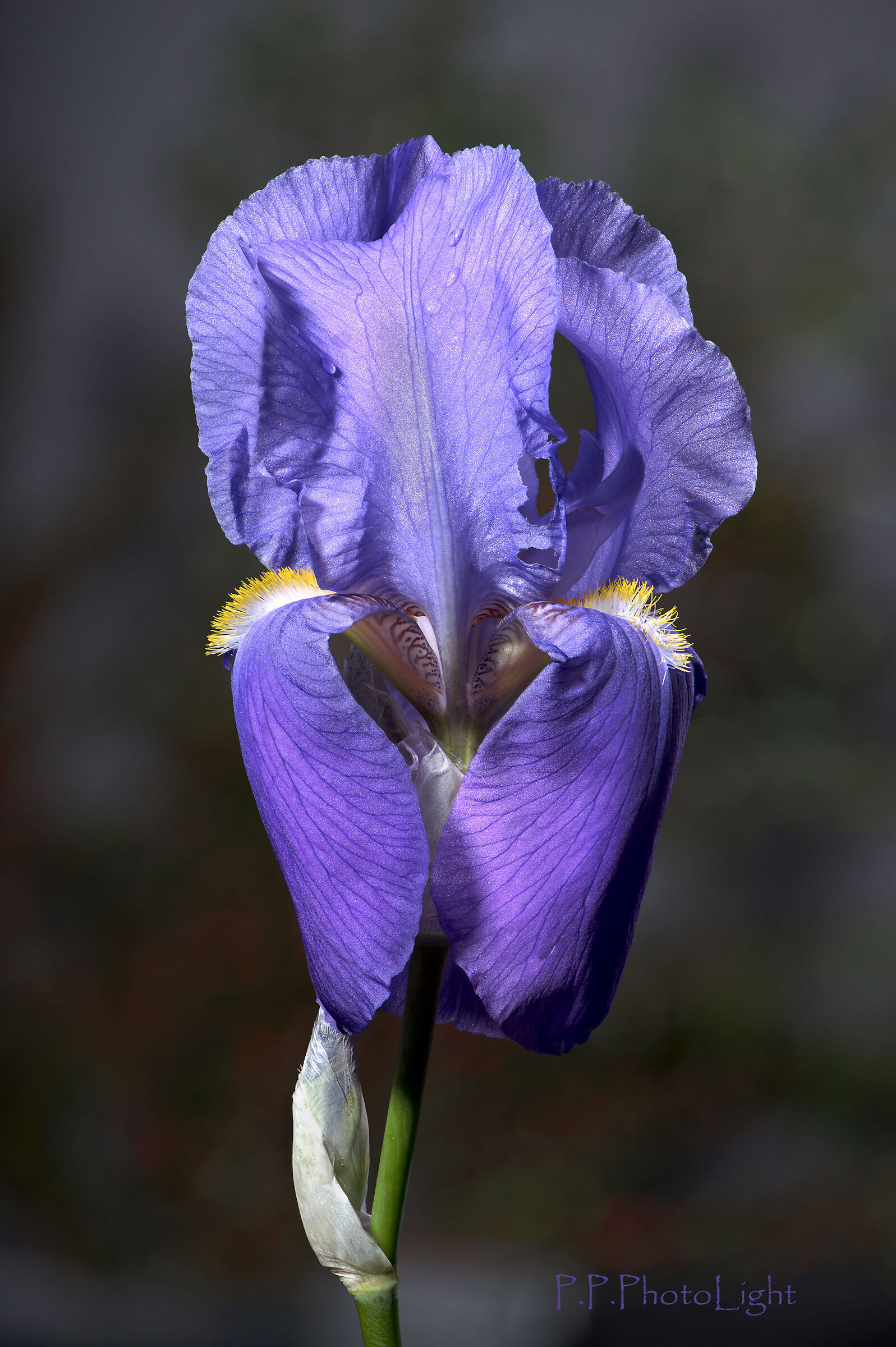 Iris