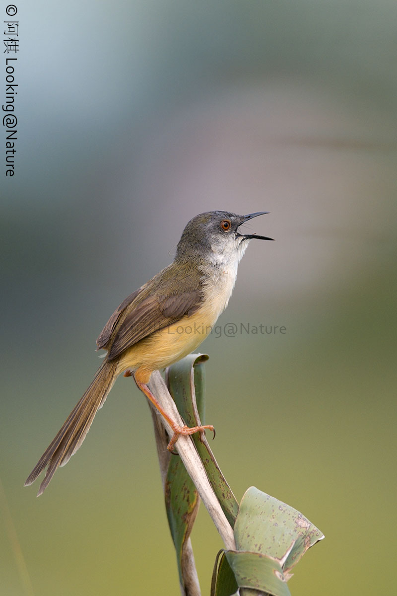 Yellow-bellied Prinia