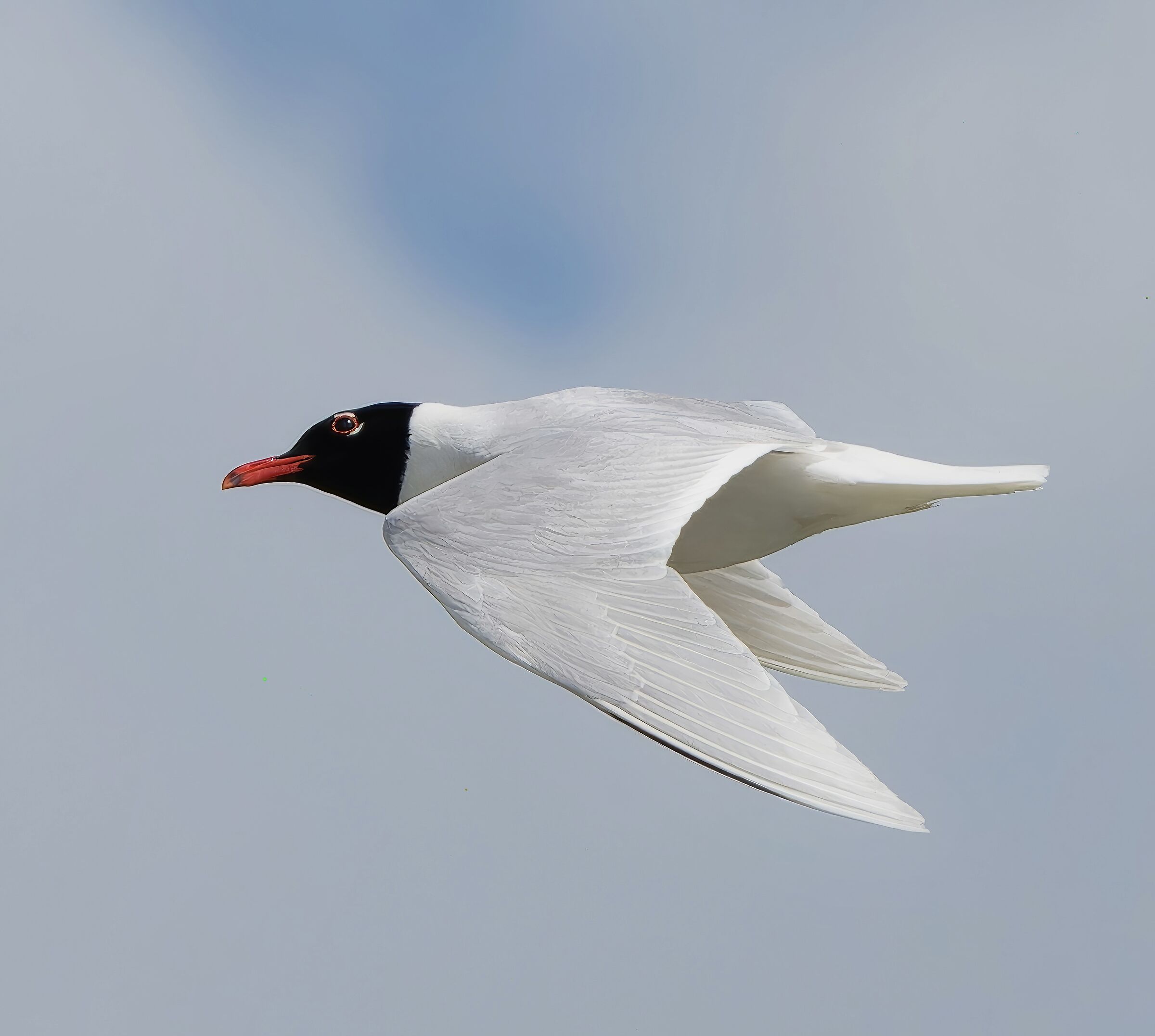 Mediterranean gull