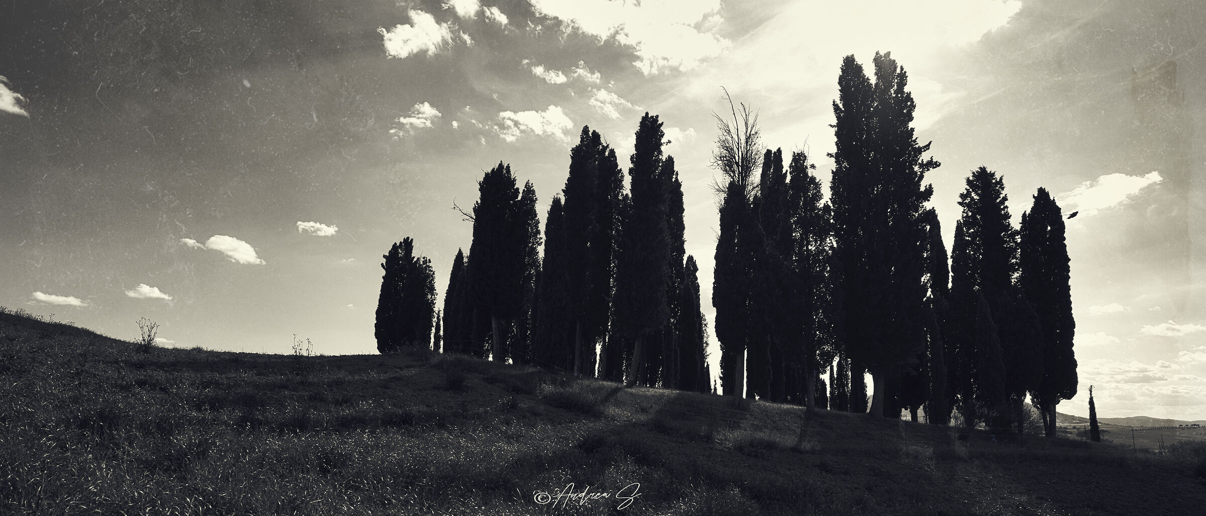 Cypress