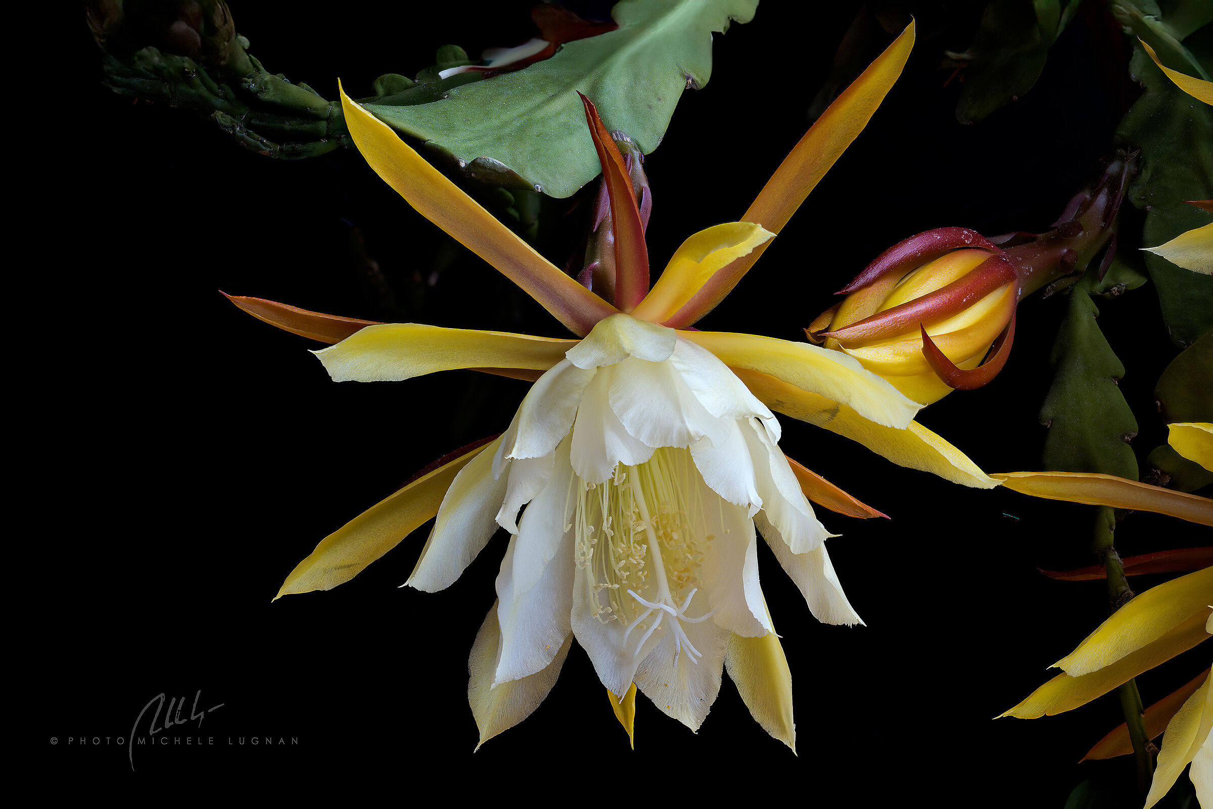 Queen of the Night