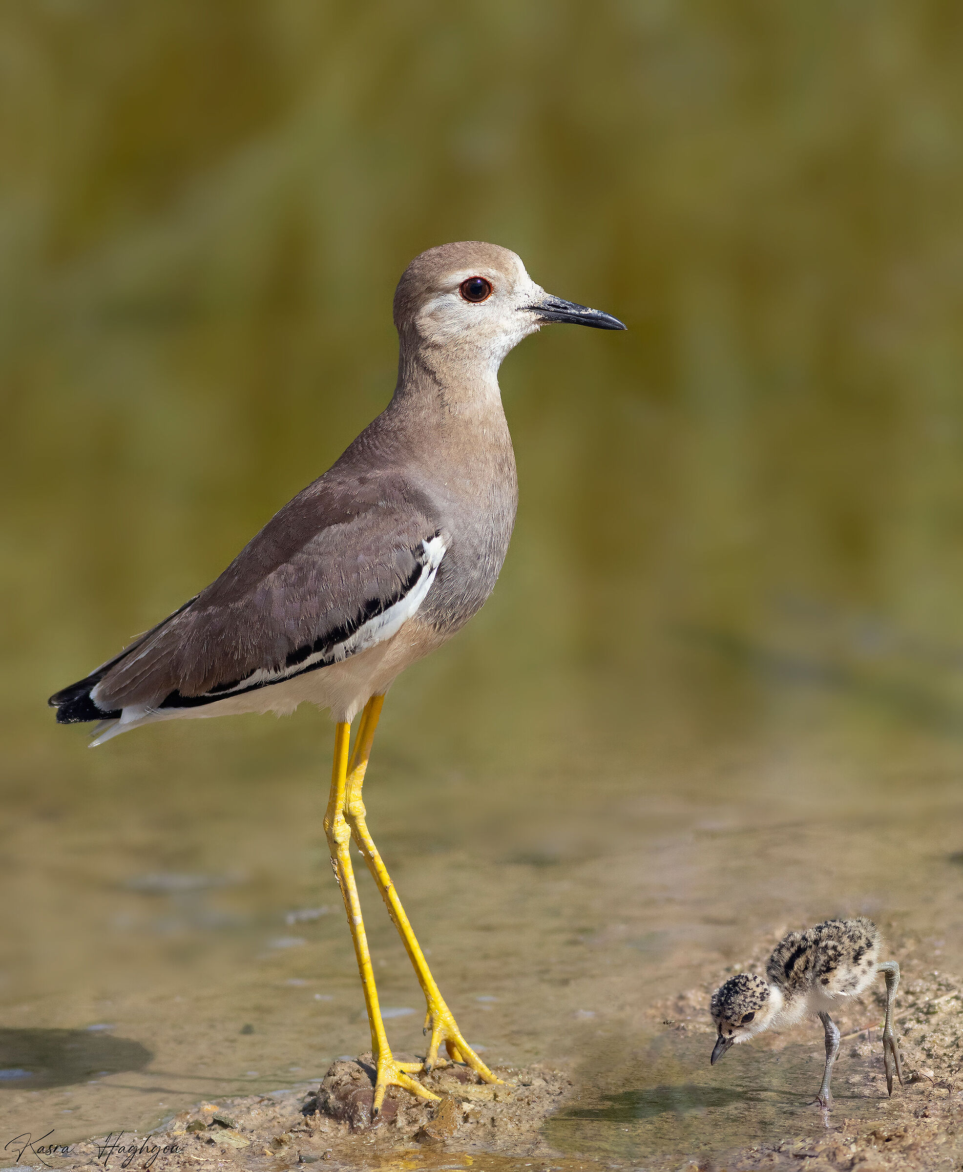 The white-tailed lapwing and its chick.