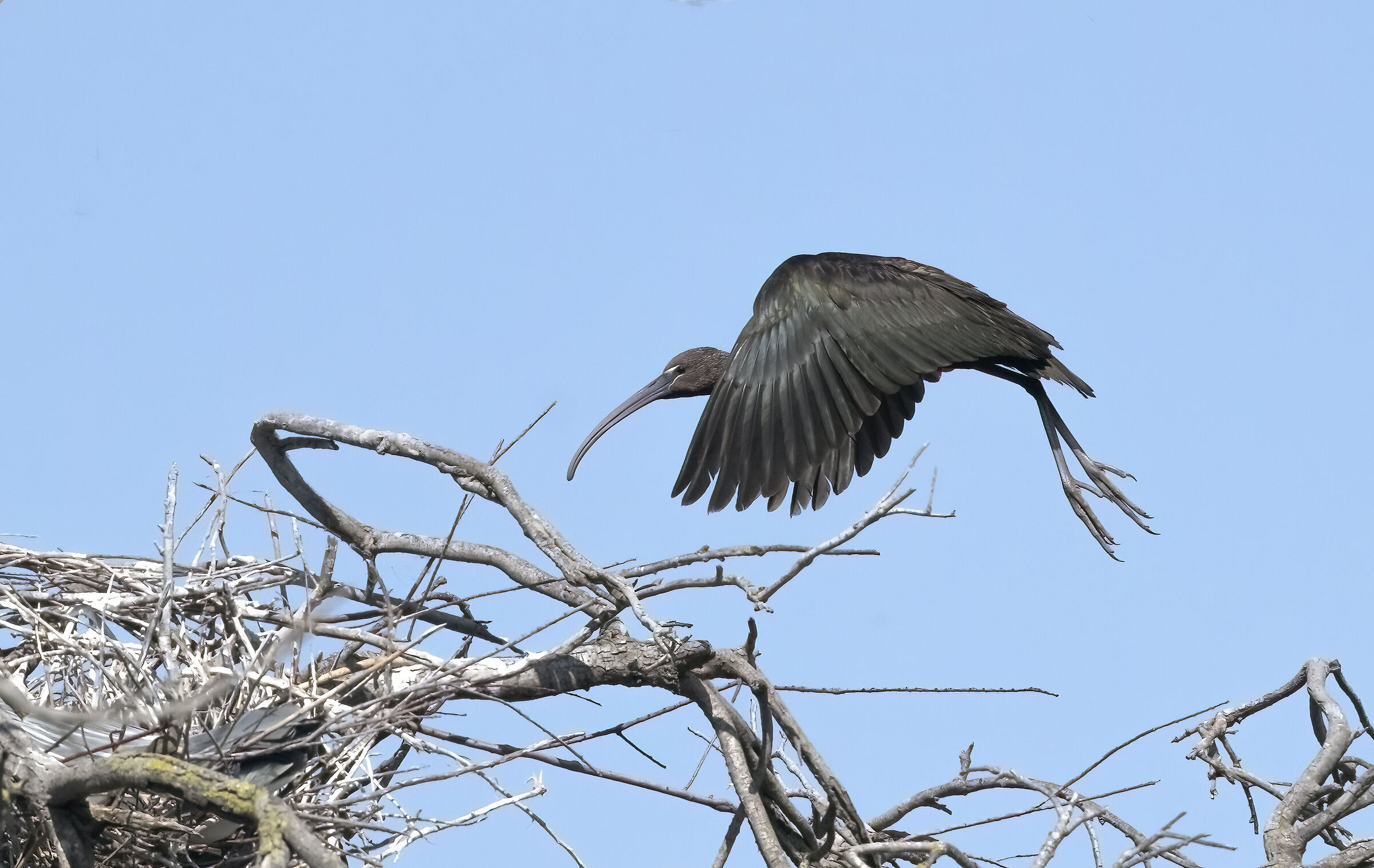 Glossy ibis