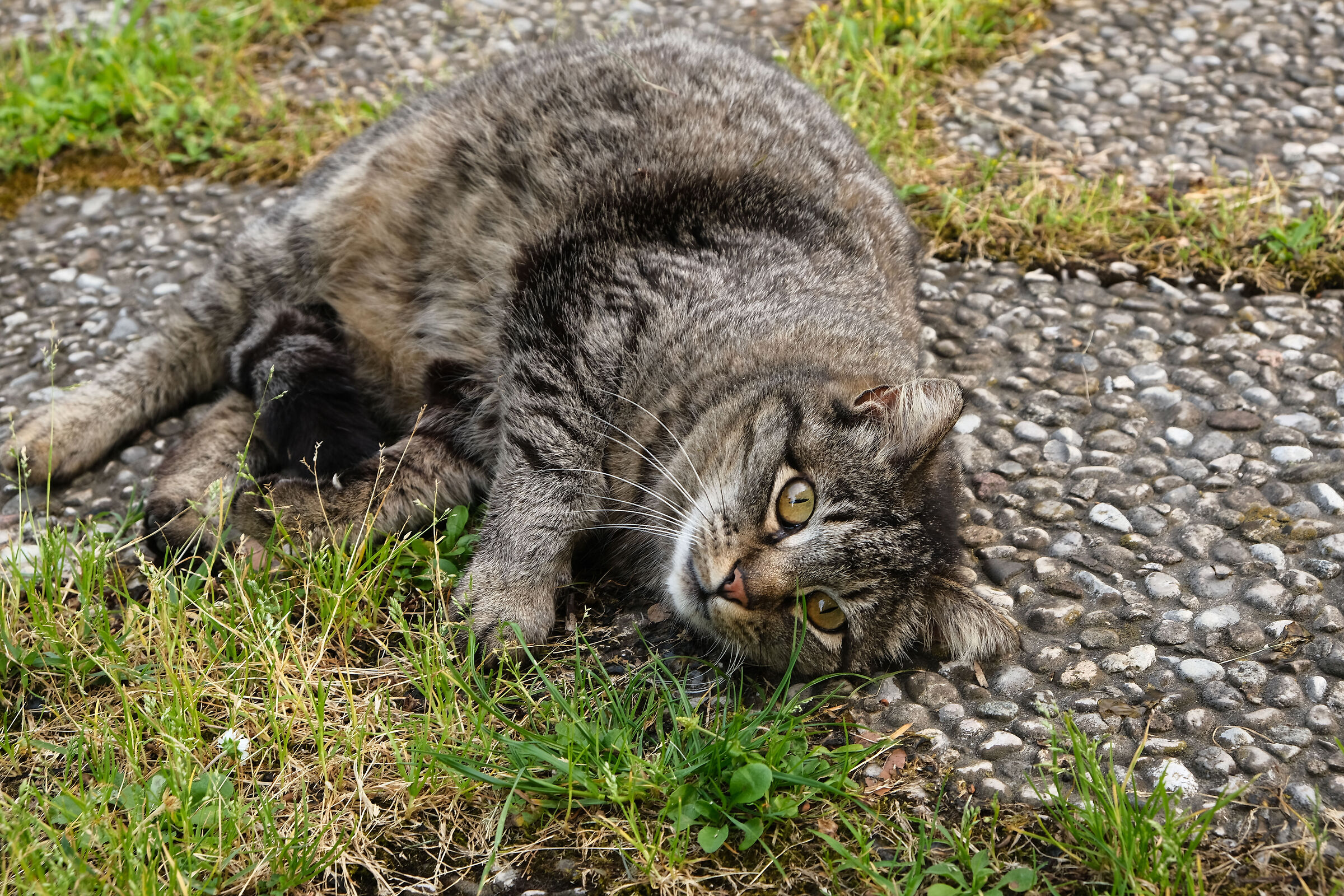 Reclining cat