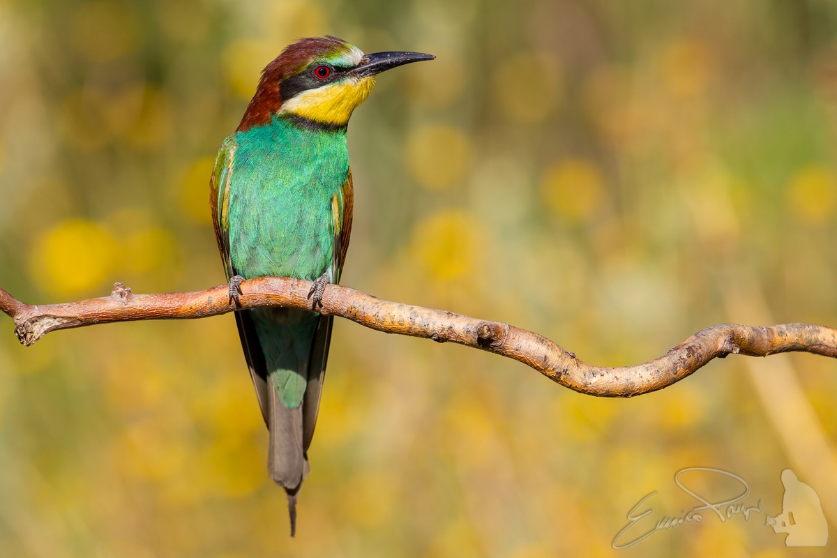 Bee Eater 2013