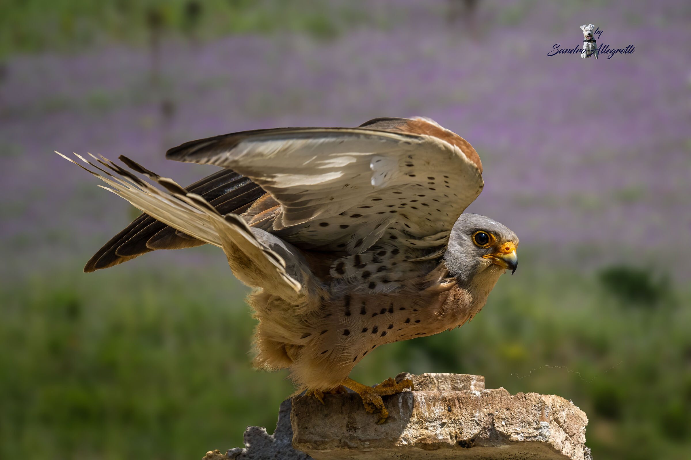 Il grillaio (Falco naumanni)
