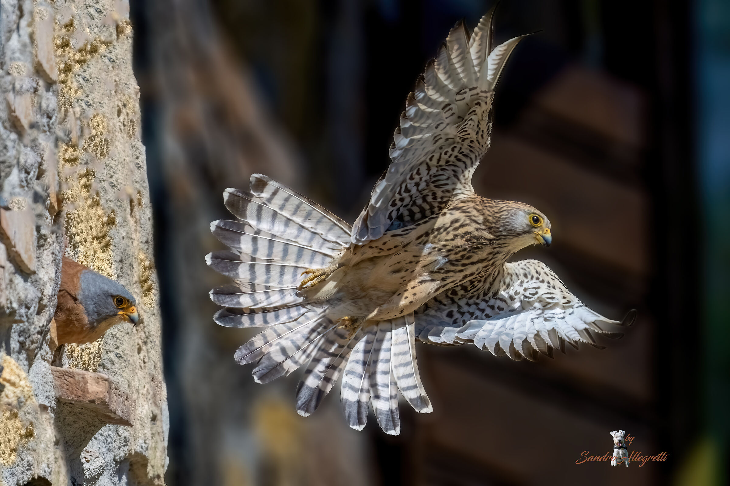 Chi resta e chi parte (Falco naumanni)