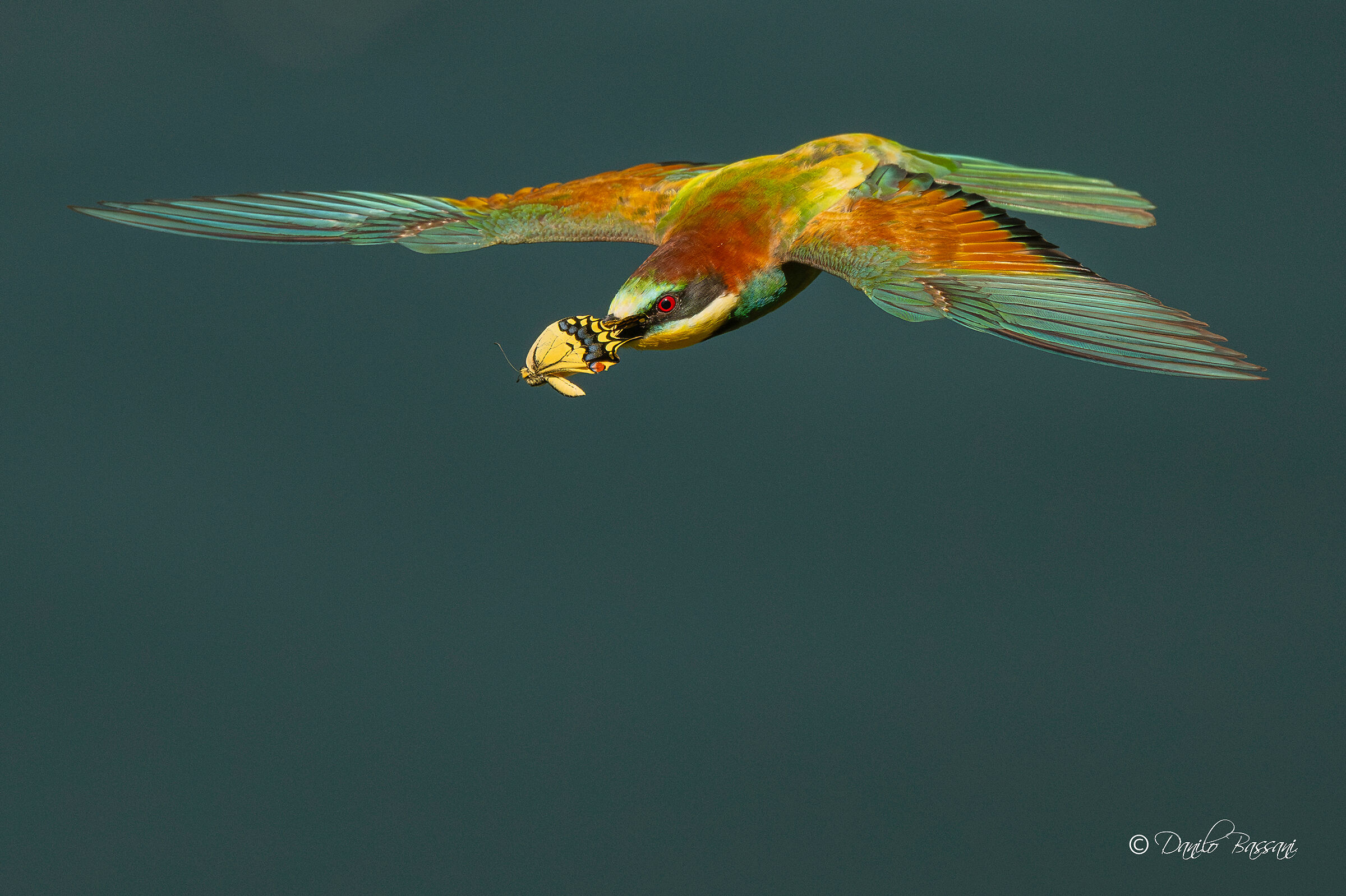 Bee-eater and Macaone