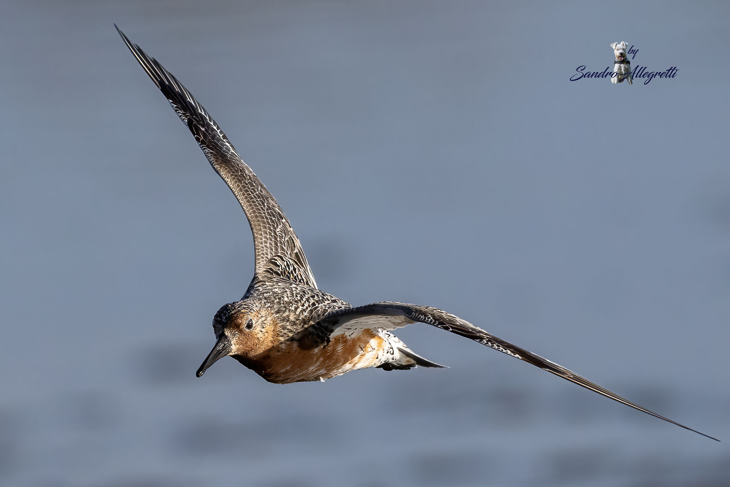 Il piovanello maggiore (Calidris canutus)