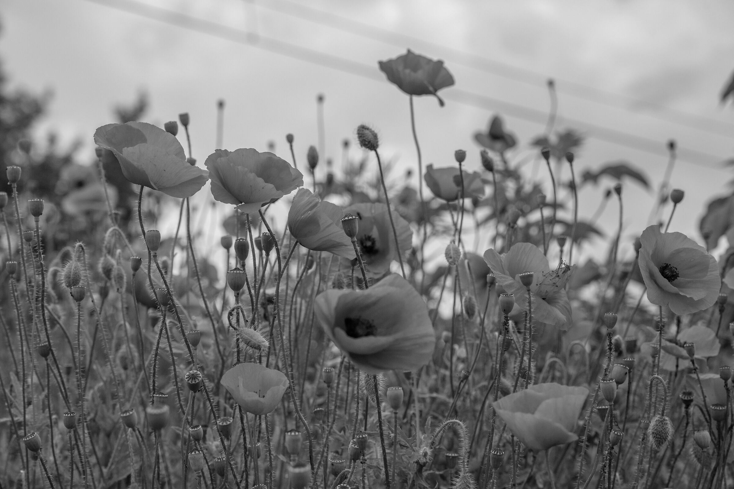 I papaveri sono rossi