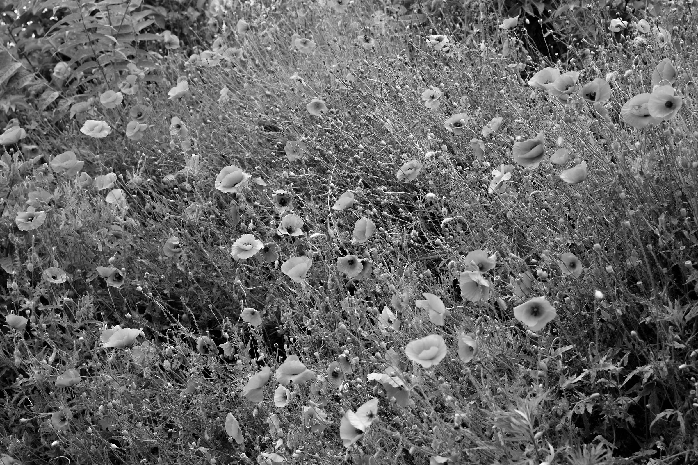 I papaveri sono rossi