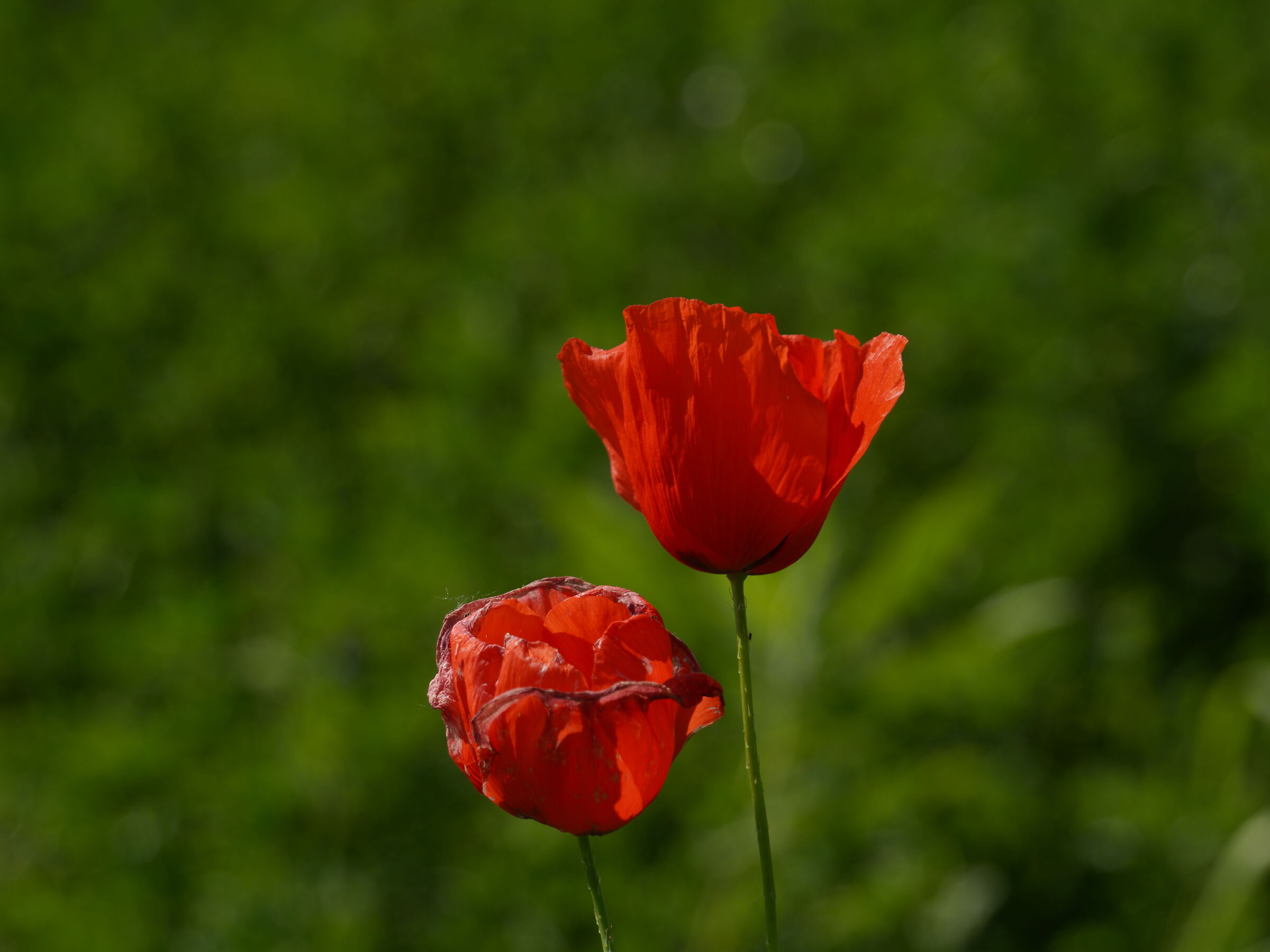 Papaveri