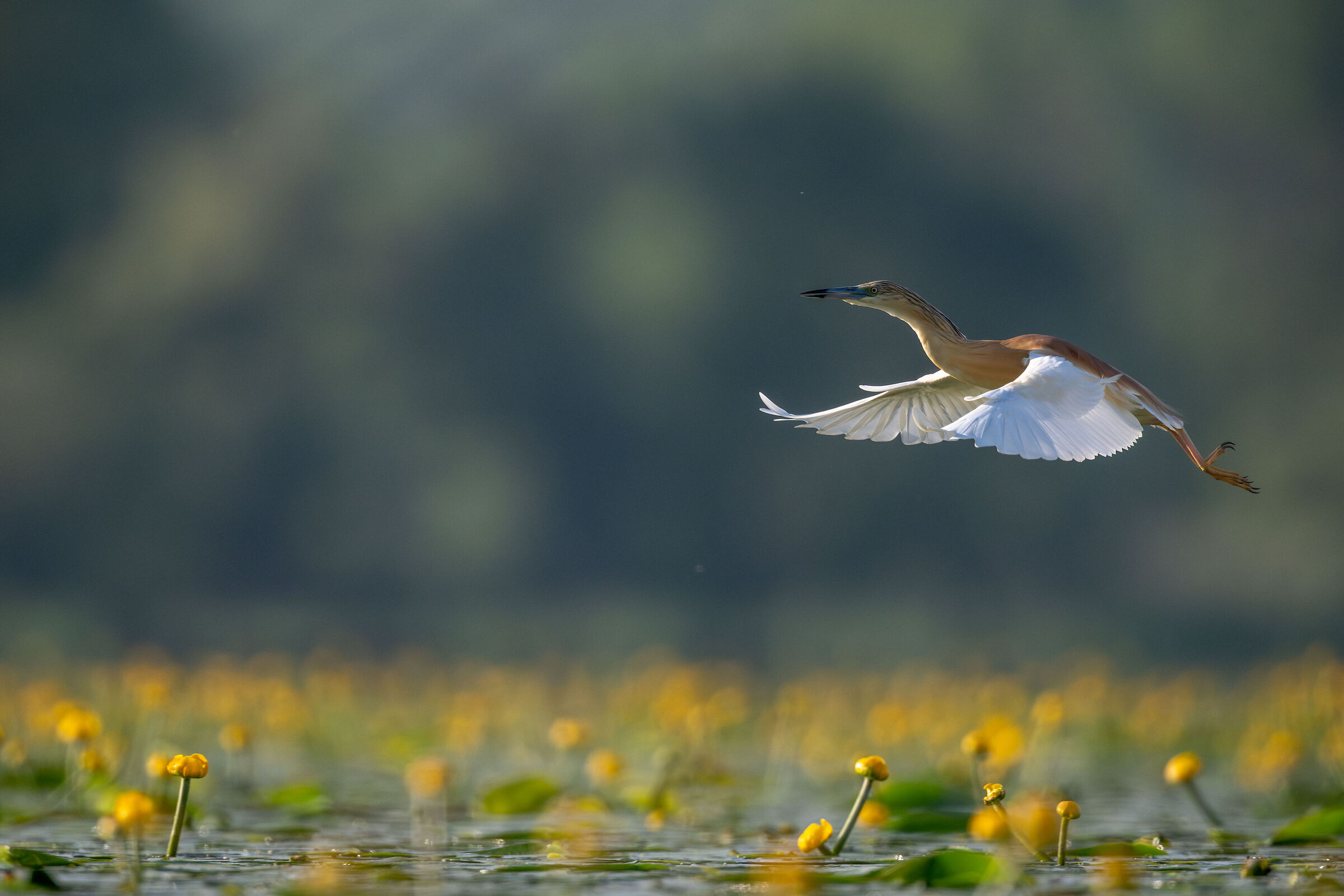 flapping of wings ...