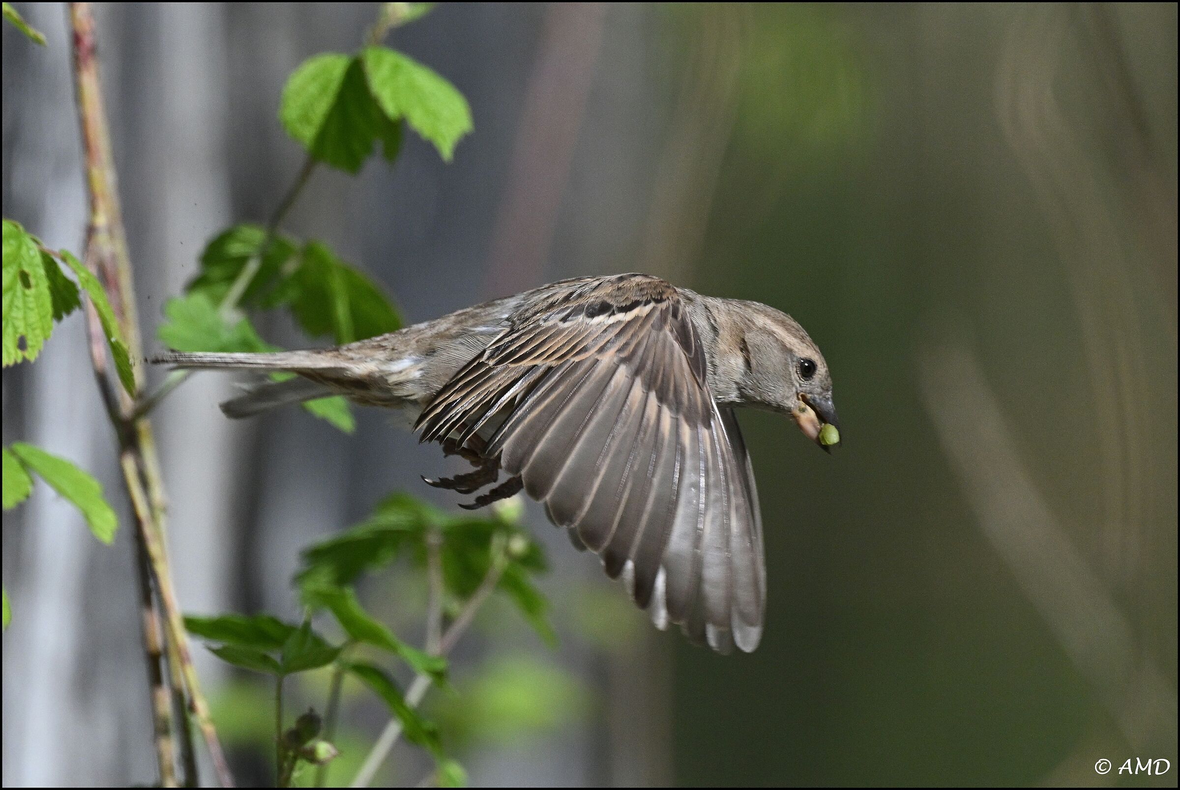 Sparrow