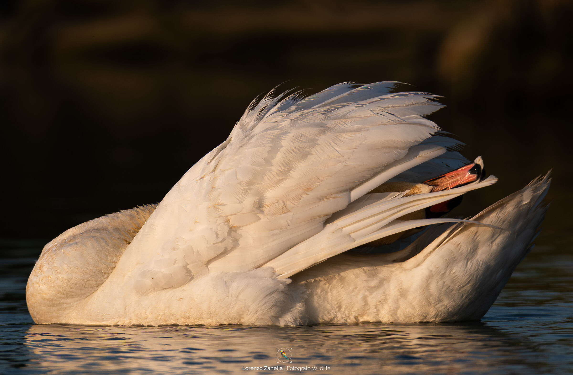 Cigno alle prime luci dell'alba