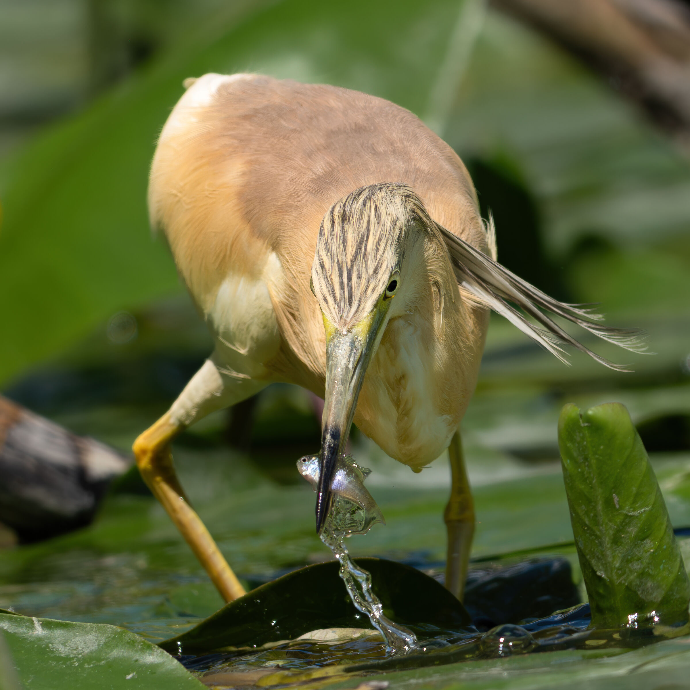 SgArza tuft with prey