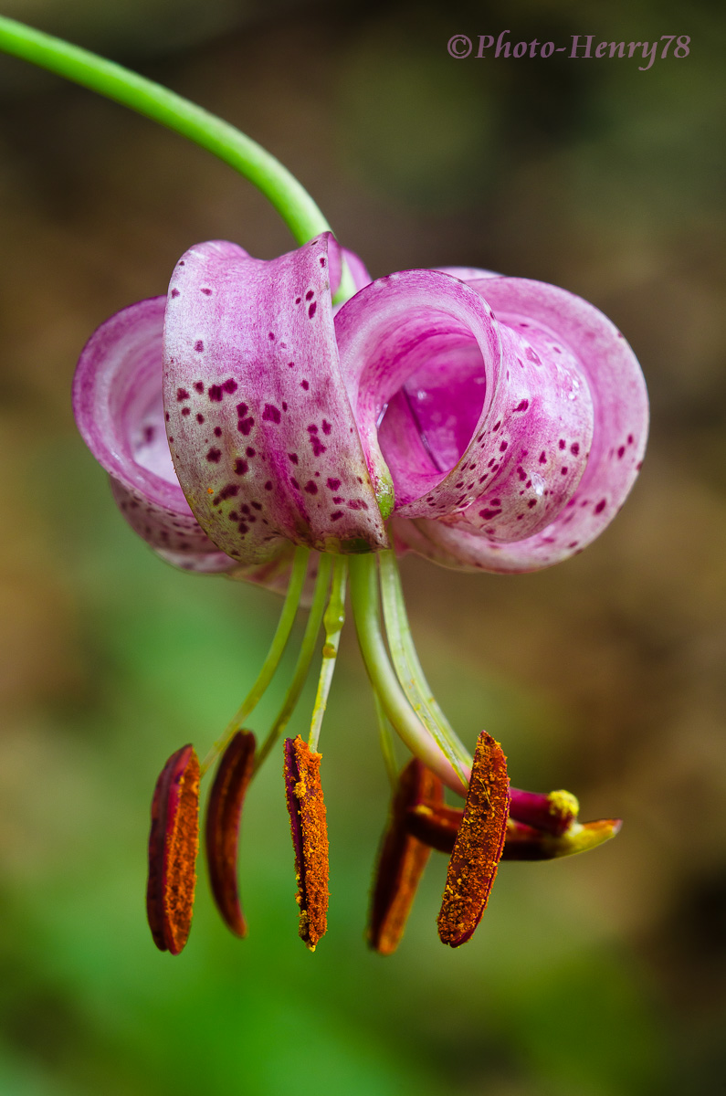Lilium martagon (Giglio martagone)