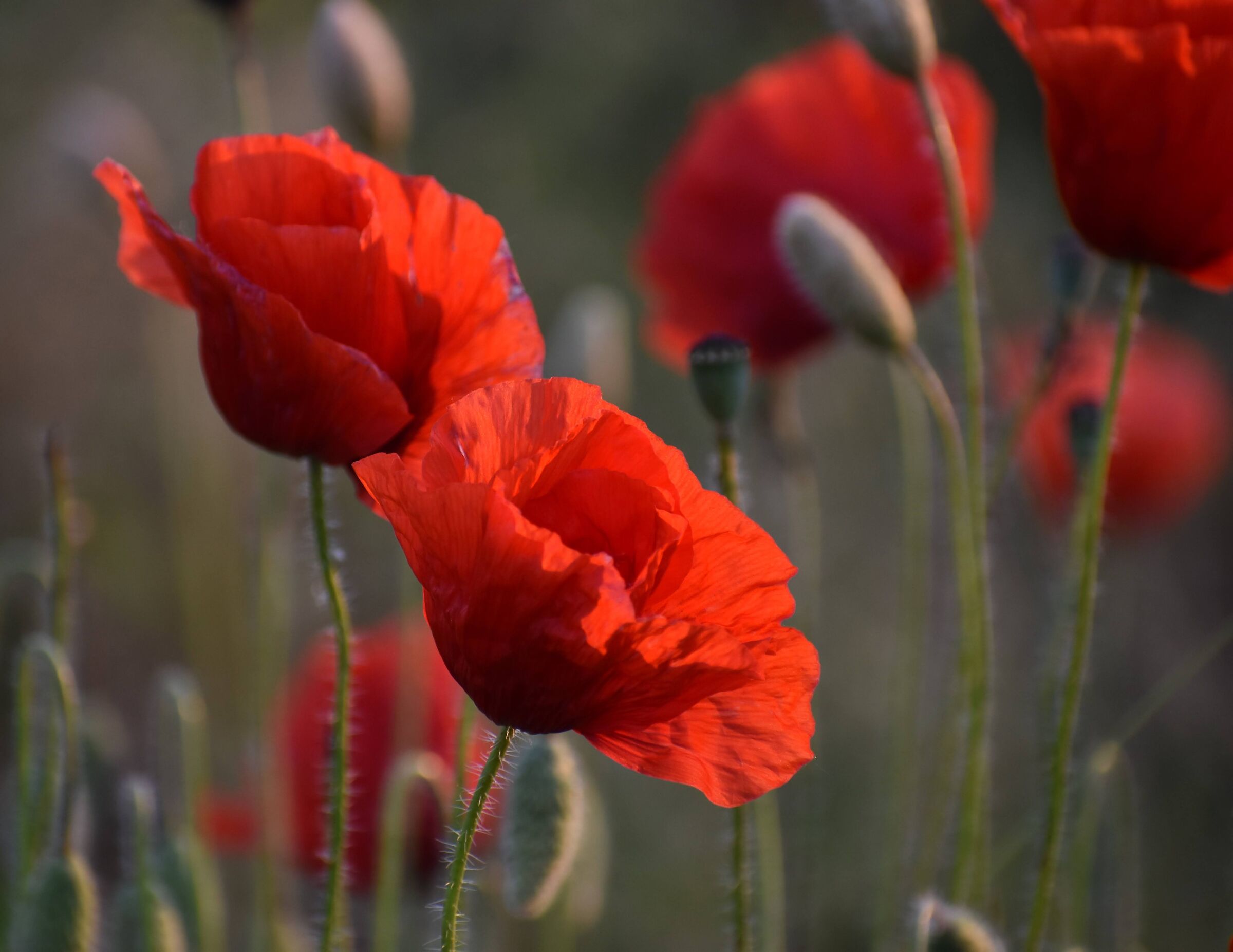Papaveri nella luce del tramonto