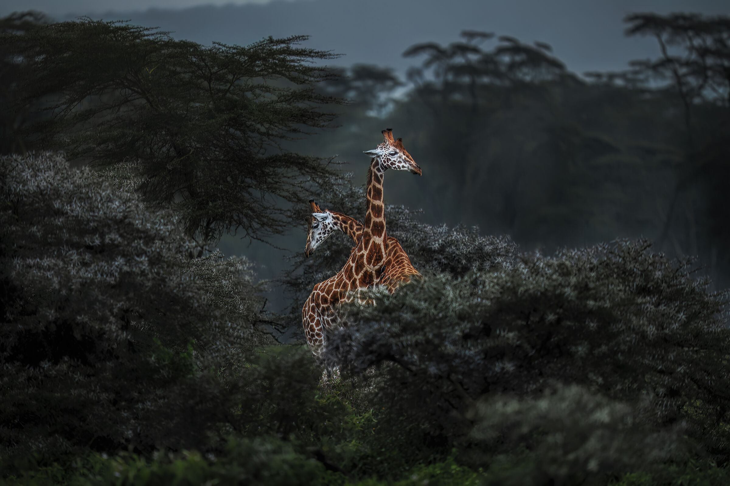 incrodi di colli giraffe