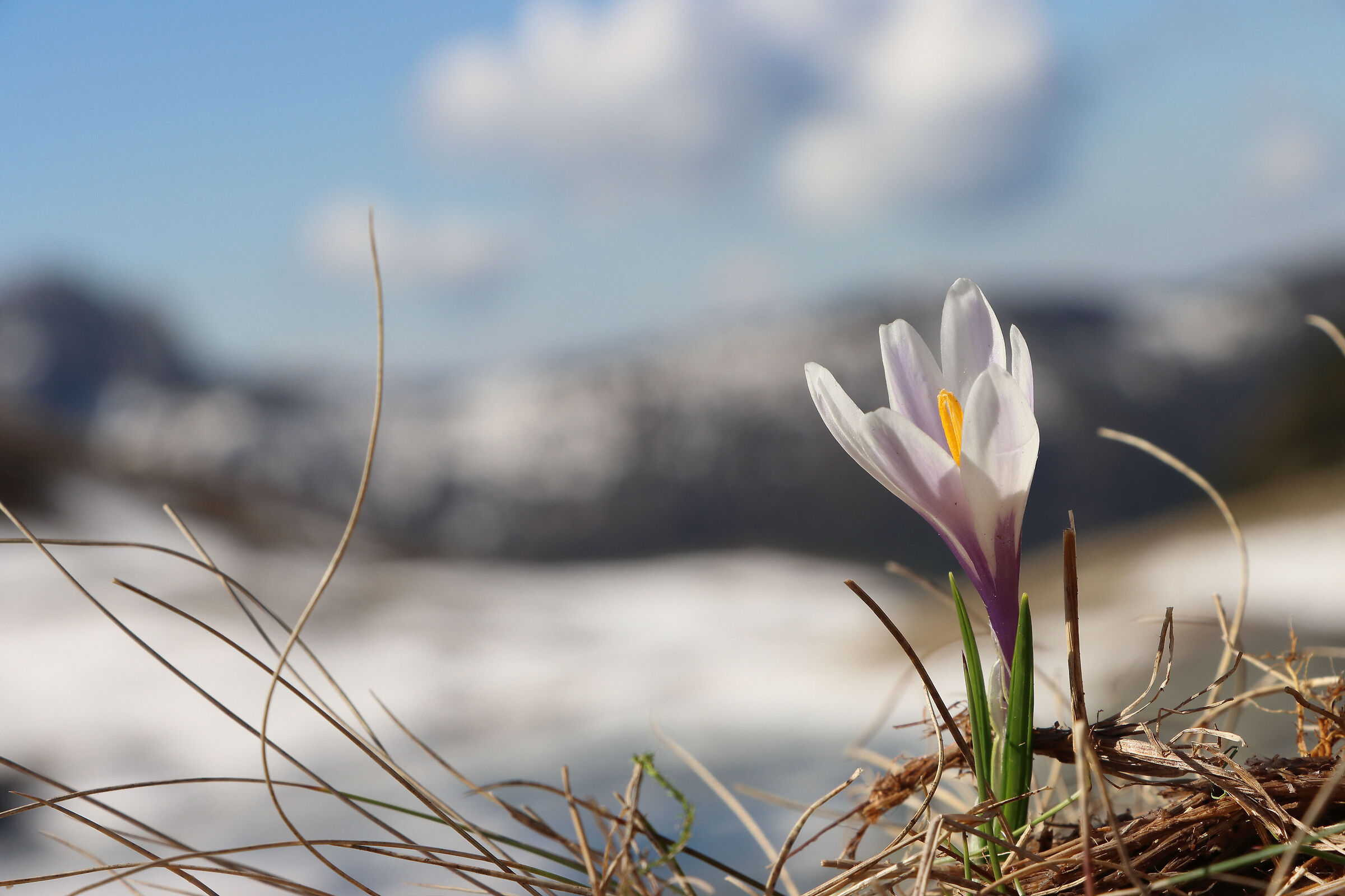 Crocus whiteness